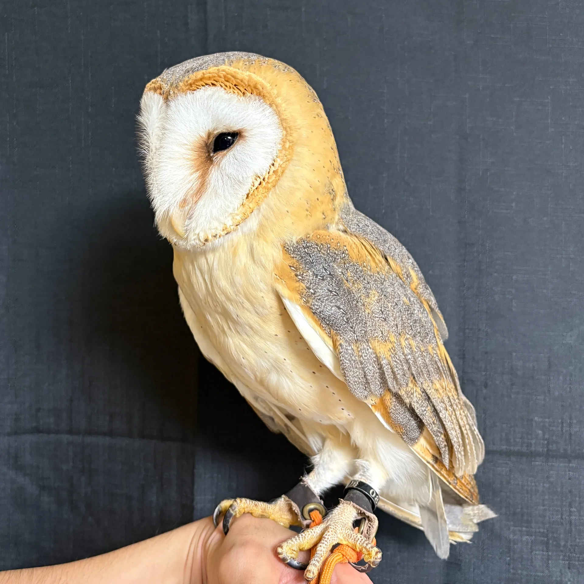 メンフクロウ（ベタ慣れの極み）