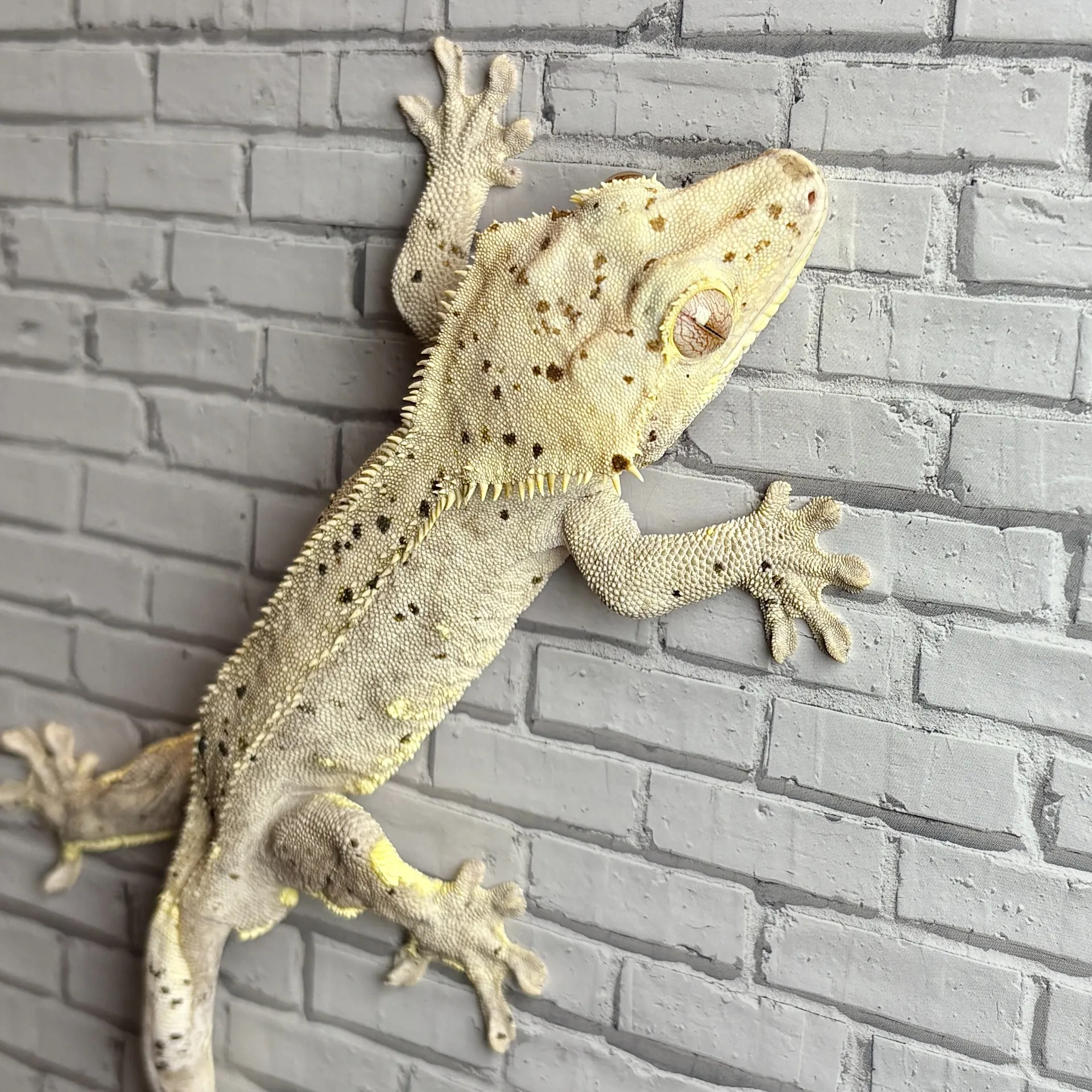 クレステッドゲッコー スーパーダルメシアン♂