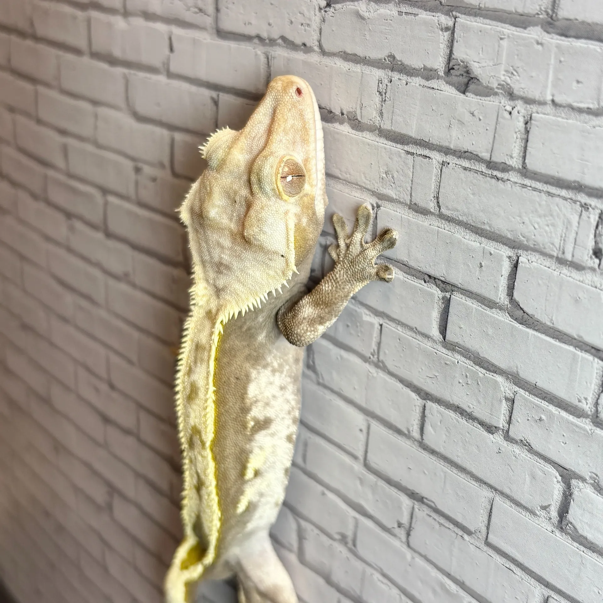 クレステッドゲッコー ハーレクイン♂