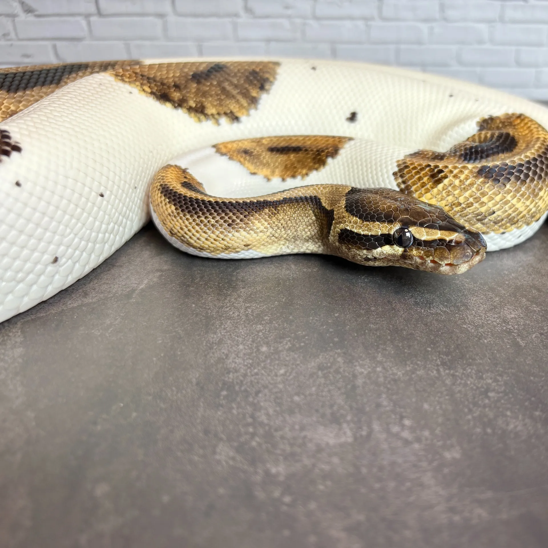 ボールパイソン パイボール♂