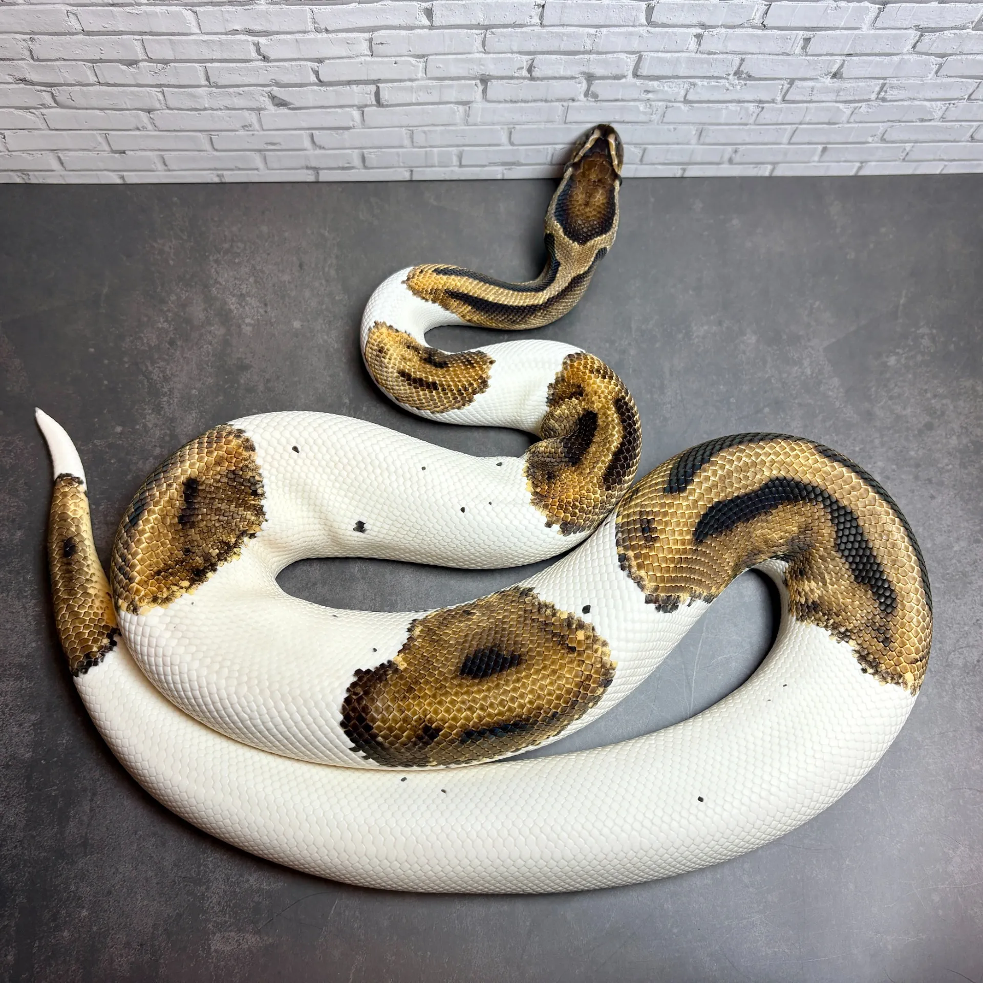 ボールパイソン パイボール♂