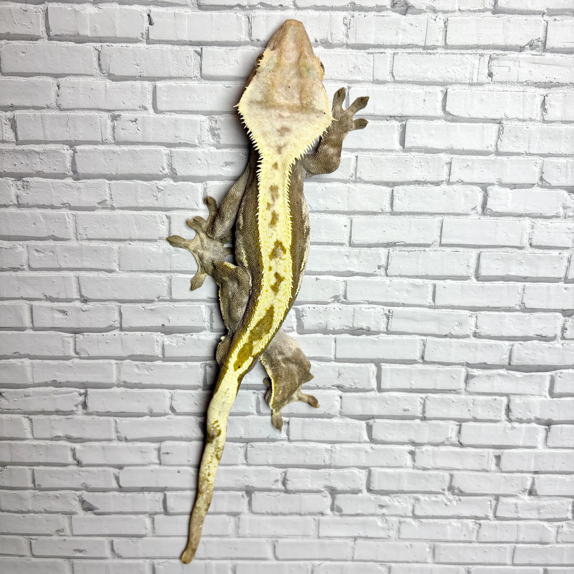 クレステッドゲッコー ハーレクイン♂