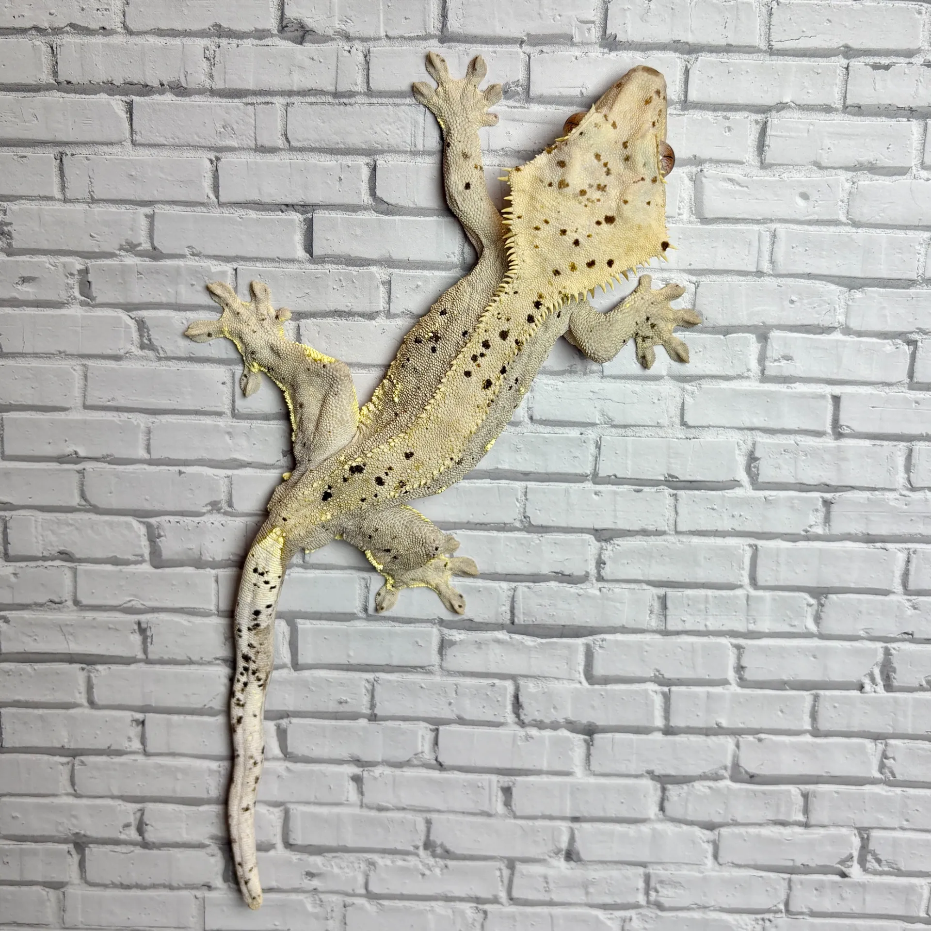 クレステッドゲッコー スーパーダルメシアン♂