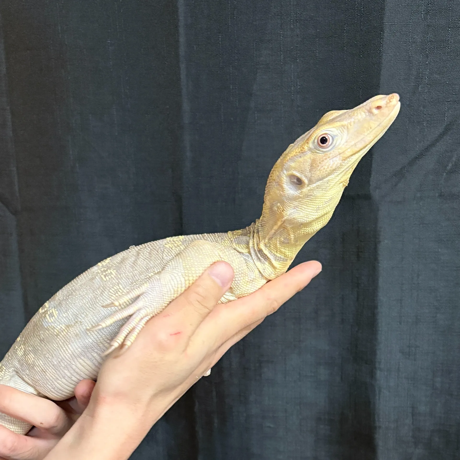 サルバトールモニター T+コーラルアルビノ