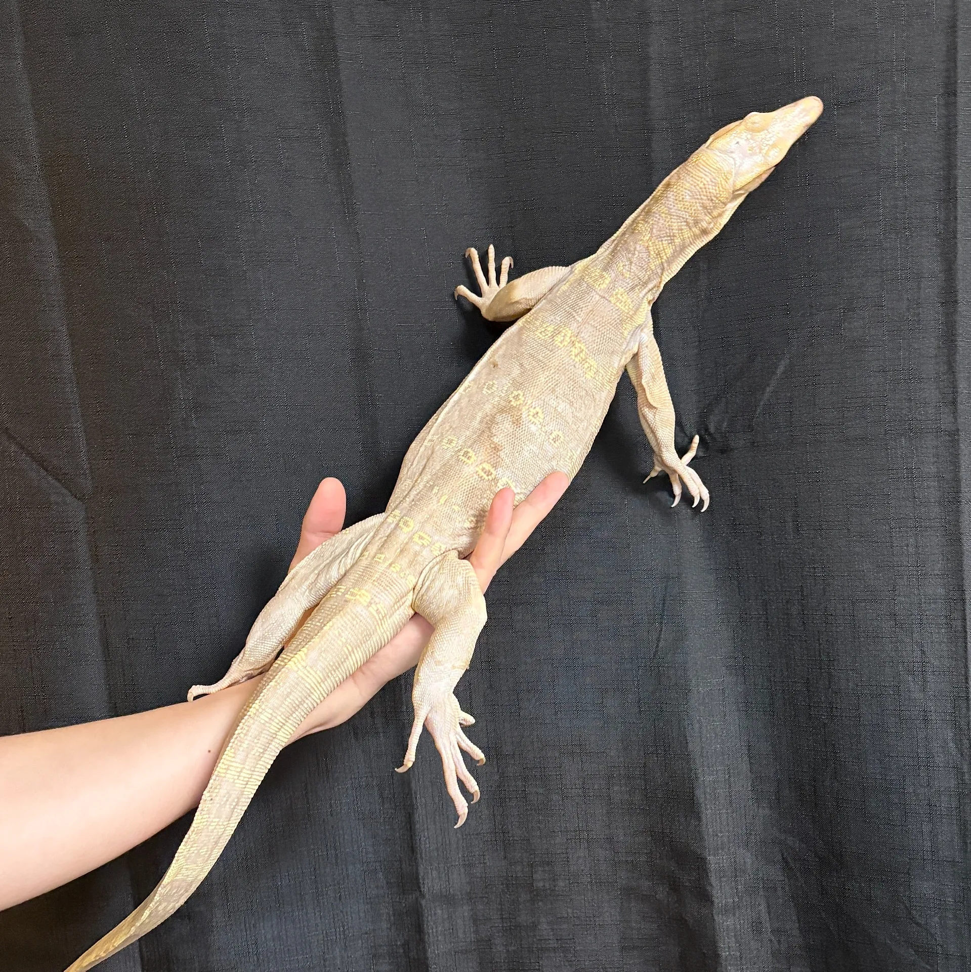 サルバトールモニター T+コーラルアルビノ