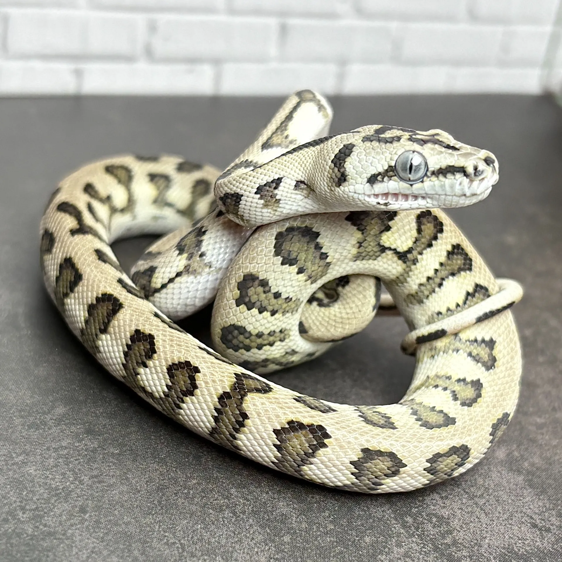 カーペットパイソン アザンジャガーhetグラナイト♂