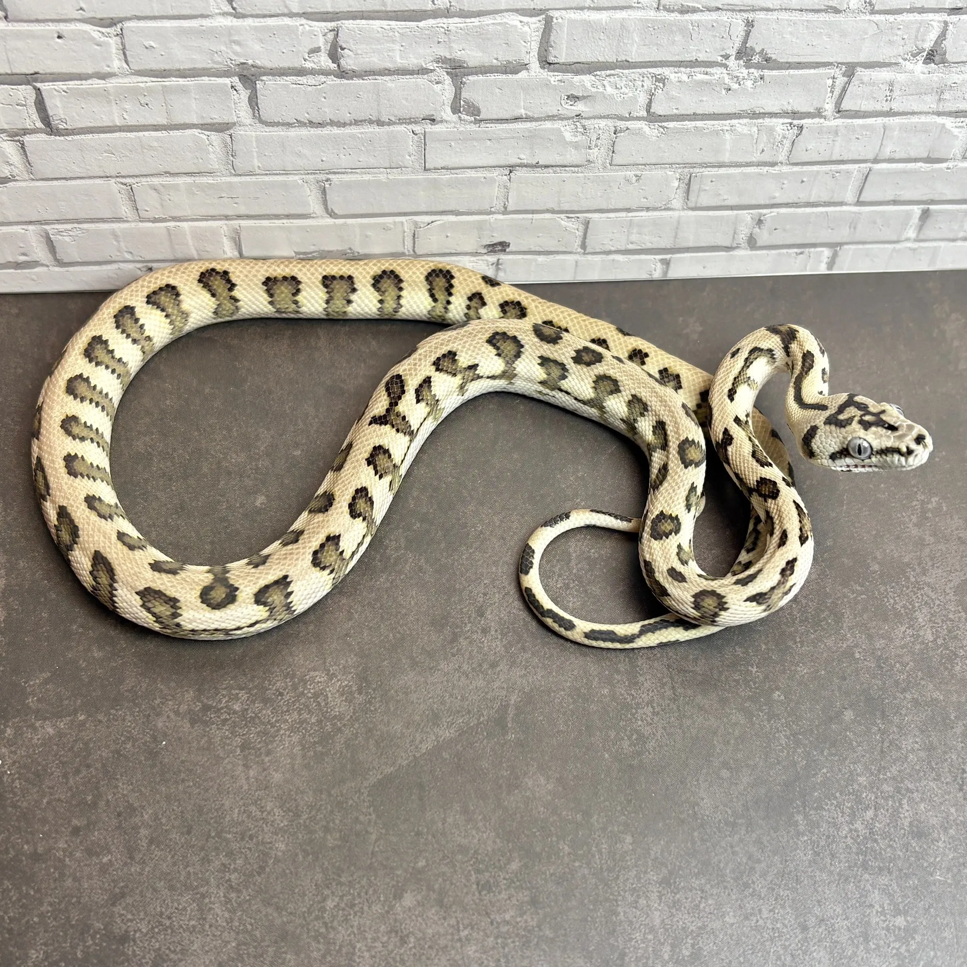 カーペットパイソン アザンジャガーhetグラナイト♂