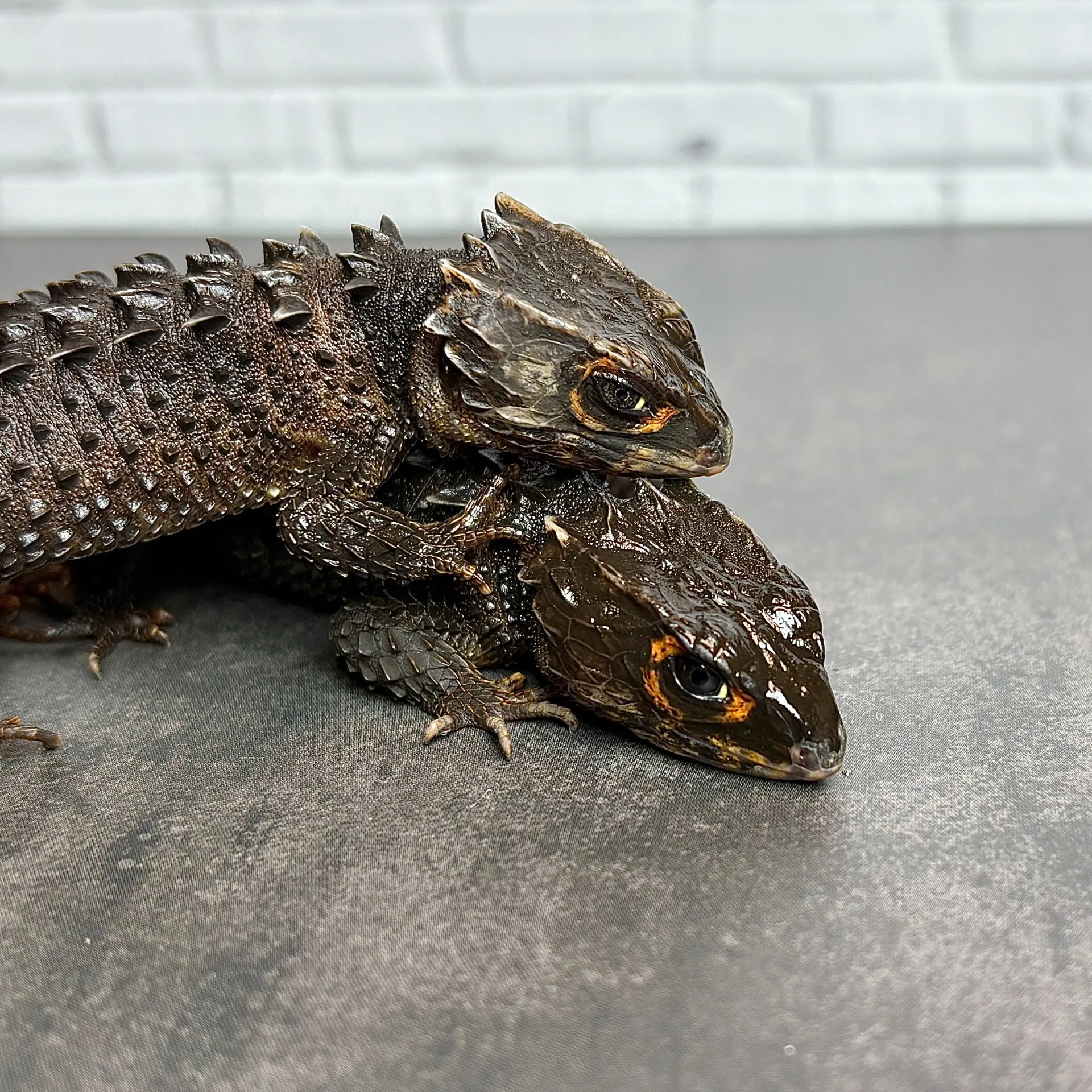 アカメカブトトカゲ ペア