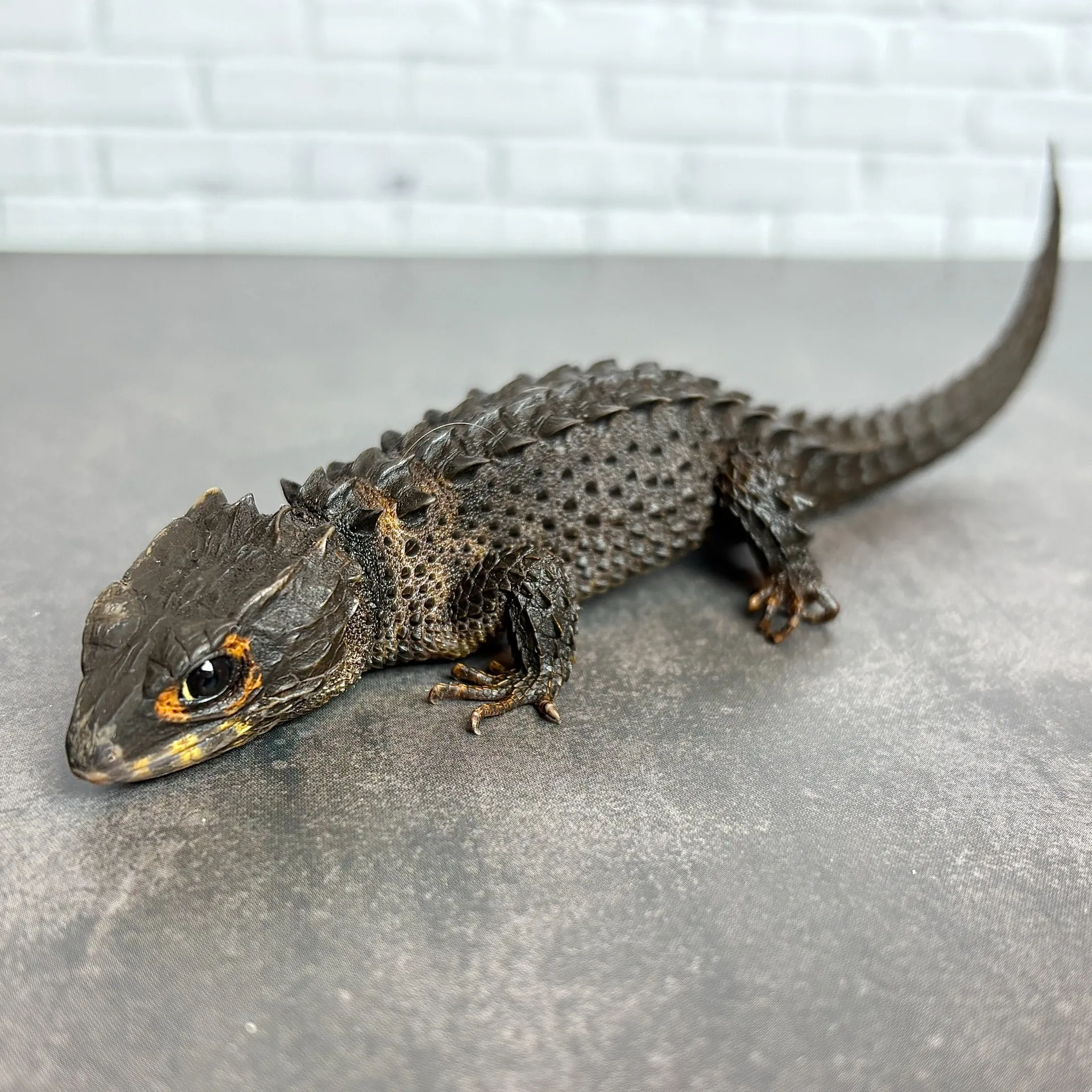 アカメカブトトカゲ ペア