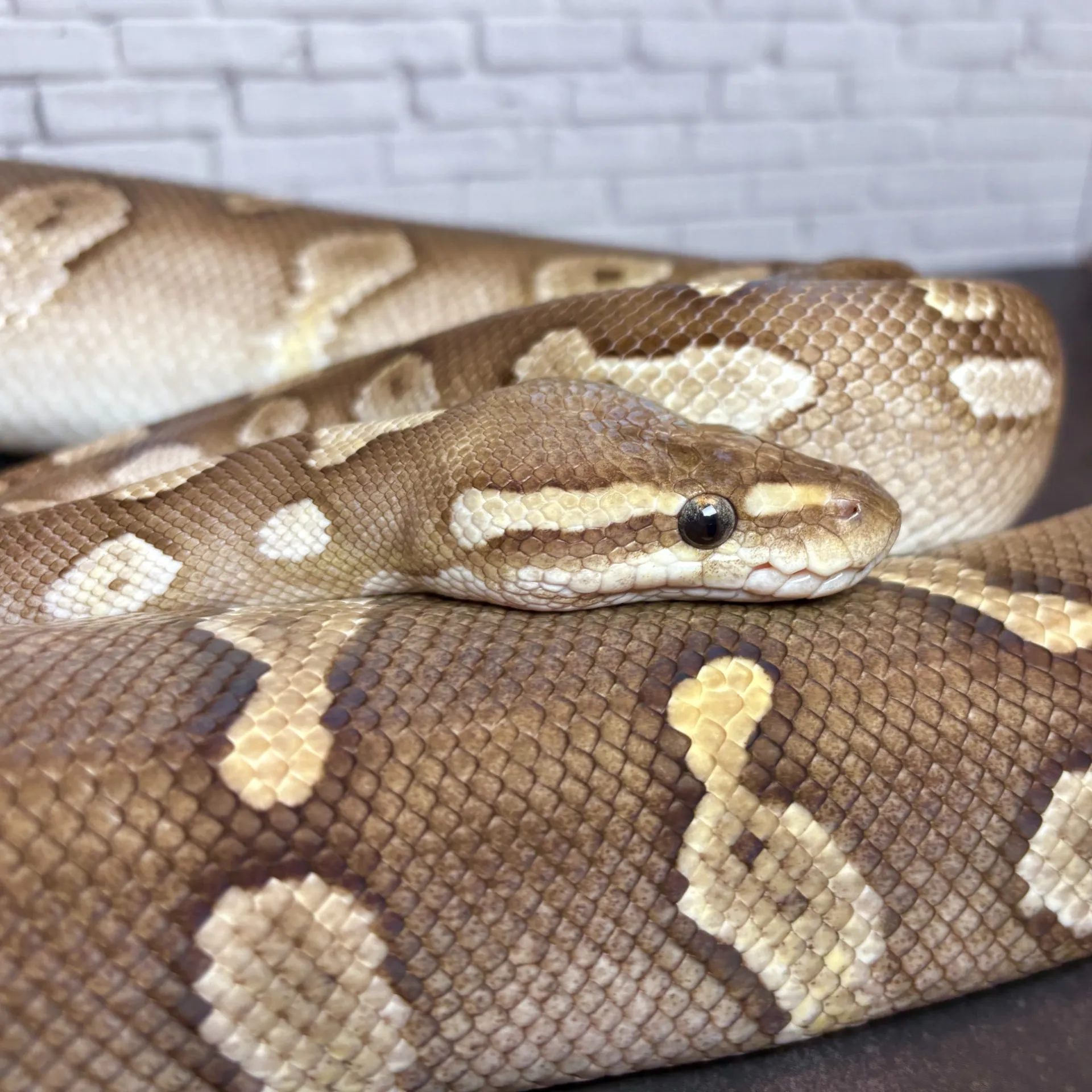 ボールパイソン レッサーレイヴン♀（1570g）