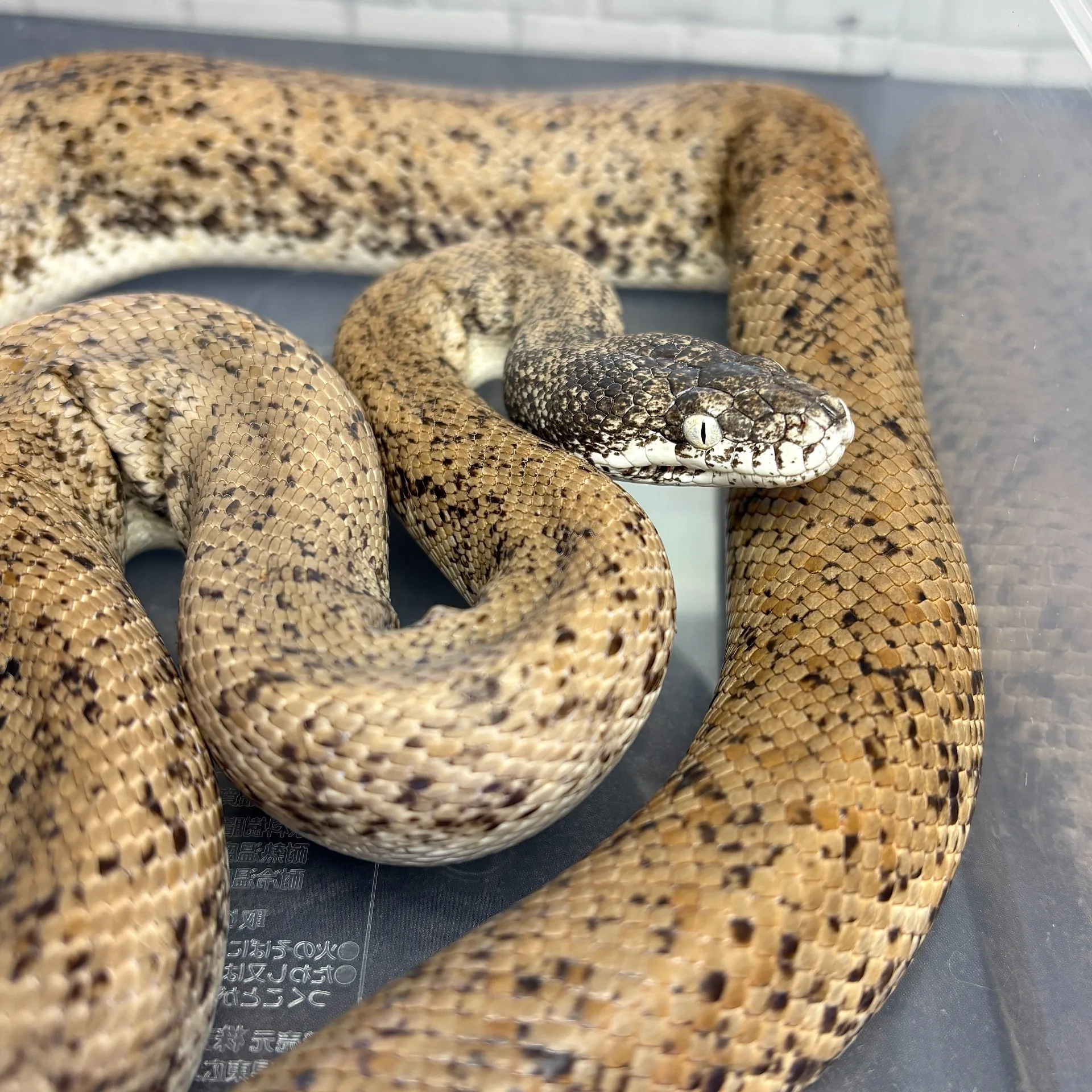 サヴパイソン♂