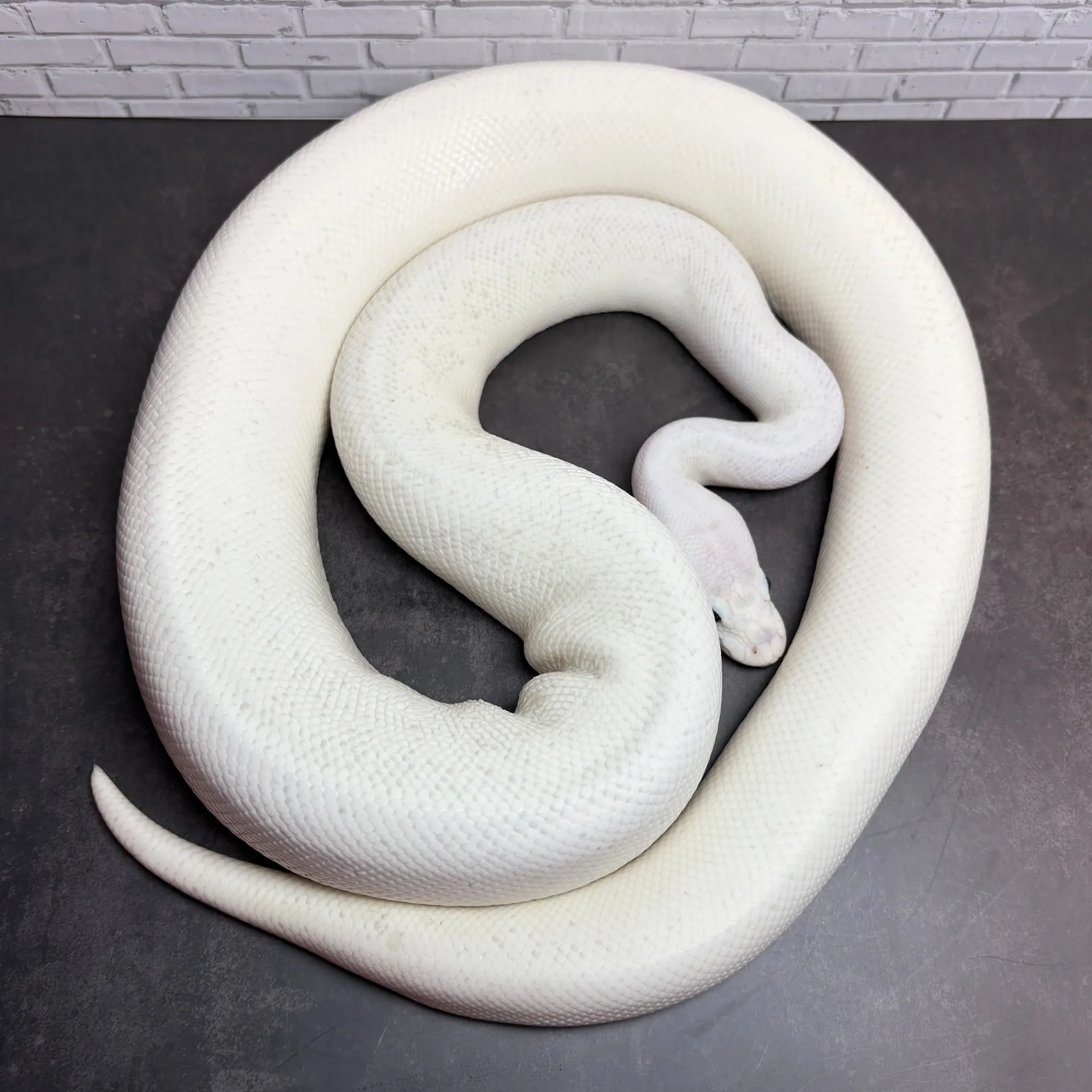 ボールパイソン パステルアイボリーpossウーキー♂（970g）