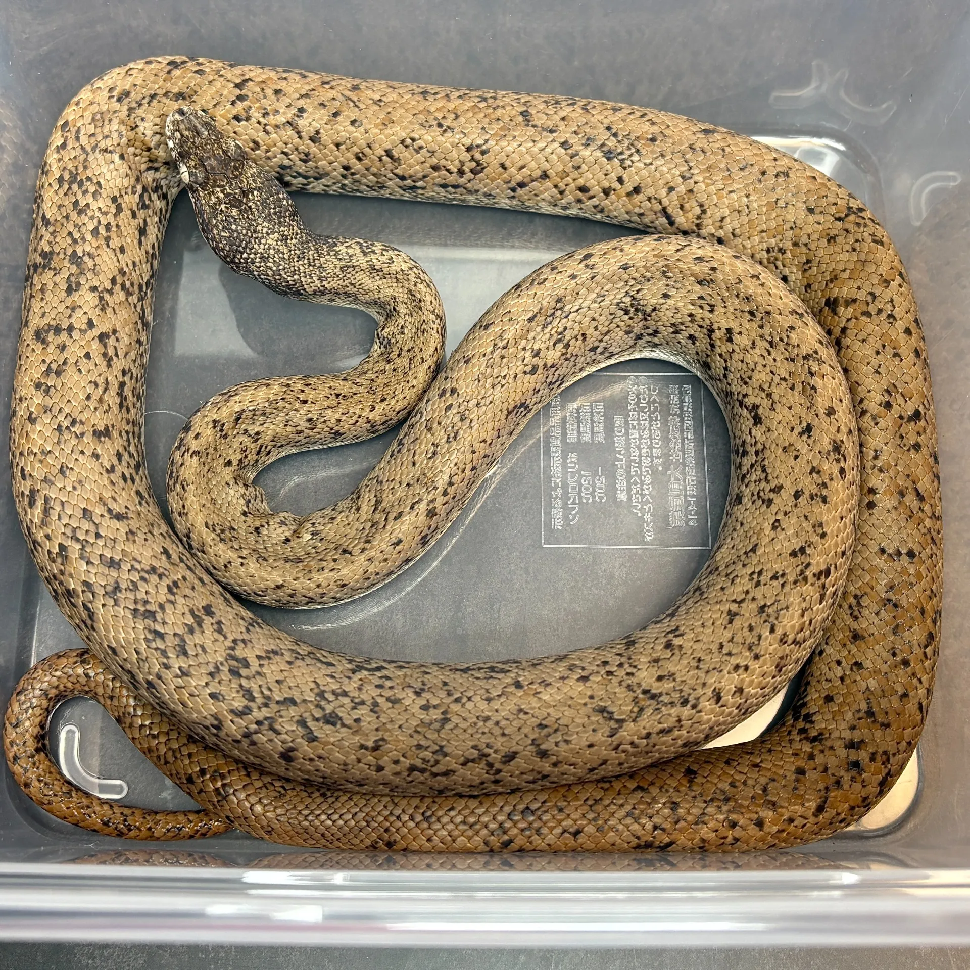 サヴパイソン♂