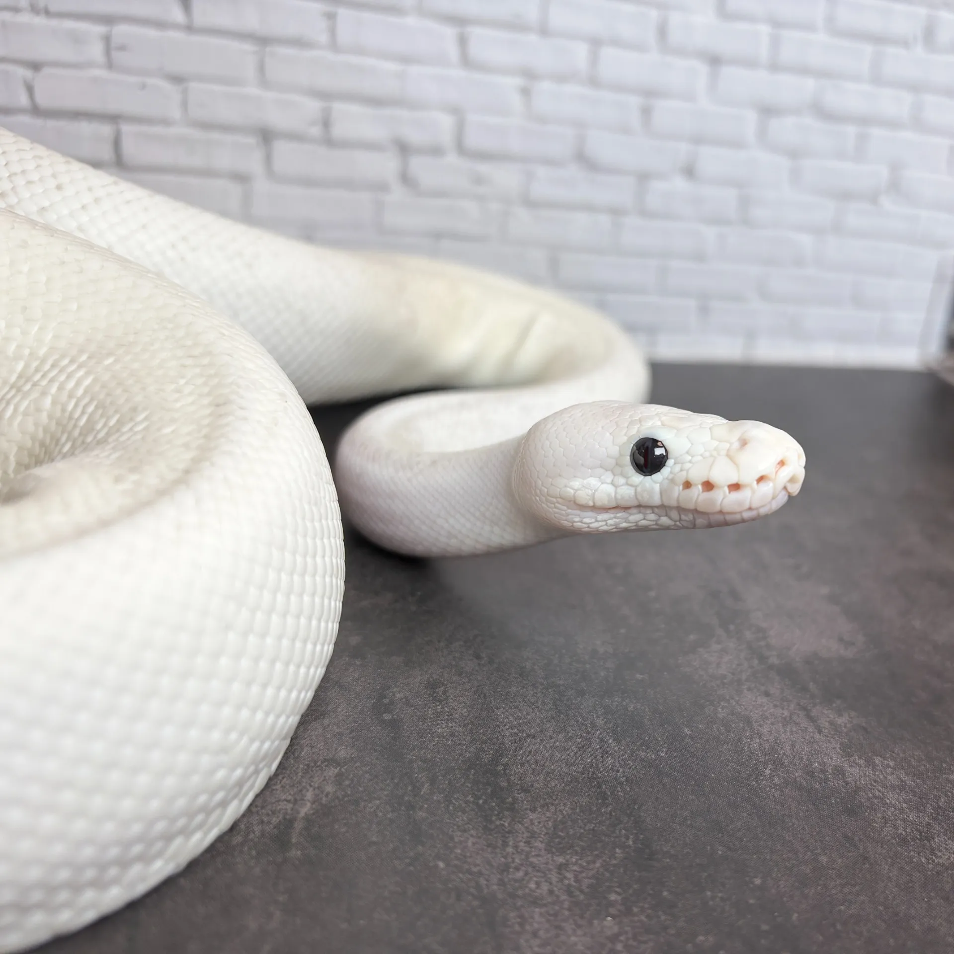 ボールパイソン パステルアイボリーpossウーキー♂（970g）