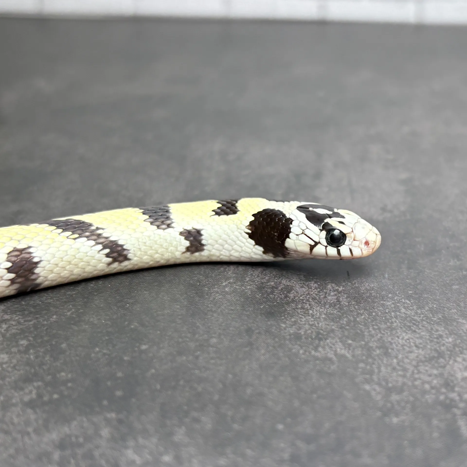 カリフォルニアキングスネーク ハイホワイトデザートバンデット♂