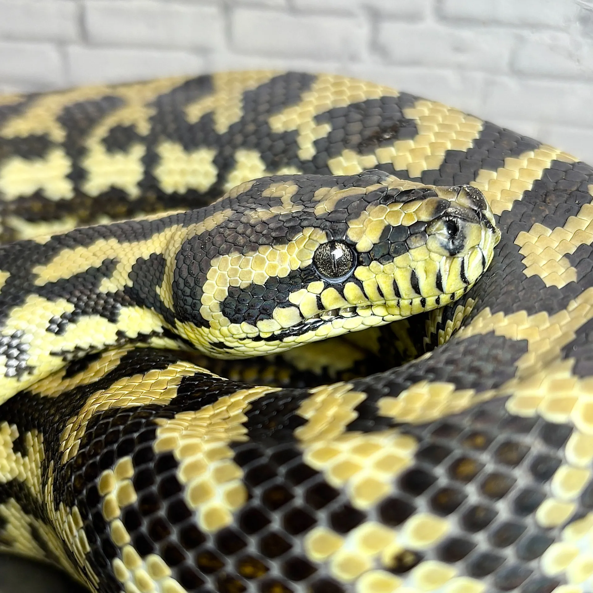 カーペットパイソン hetアルビノ♀