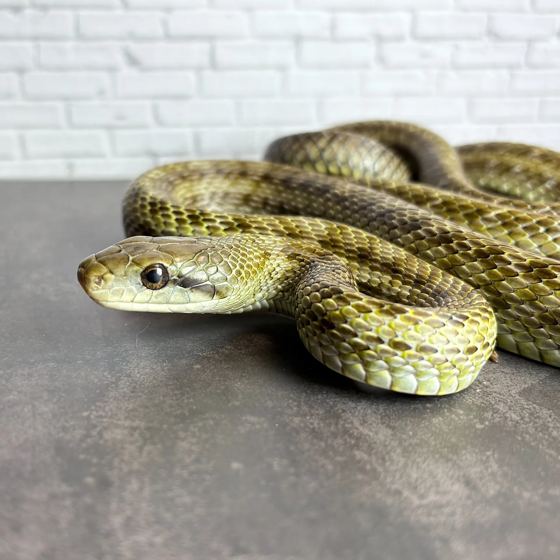 CBアオダイショウ ♂