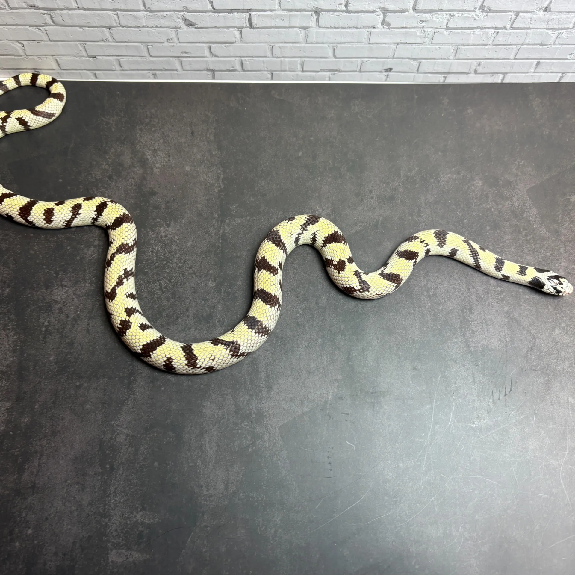 カリフォルニアキングスネーク ハイホワイトデザートバンデット♂