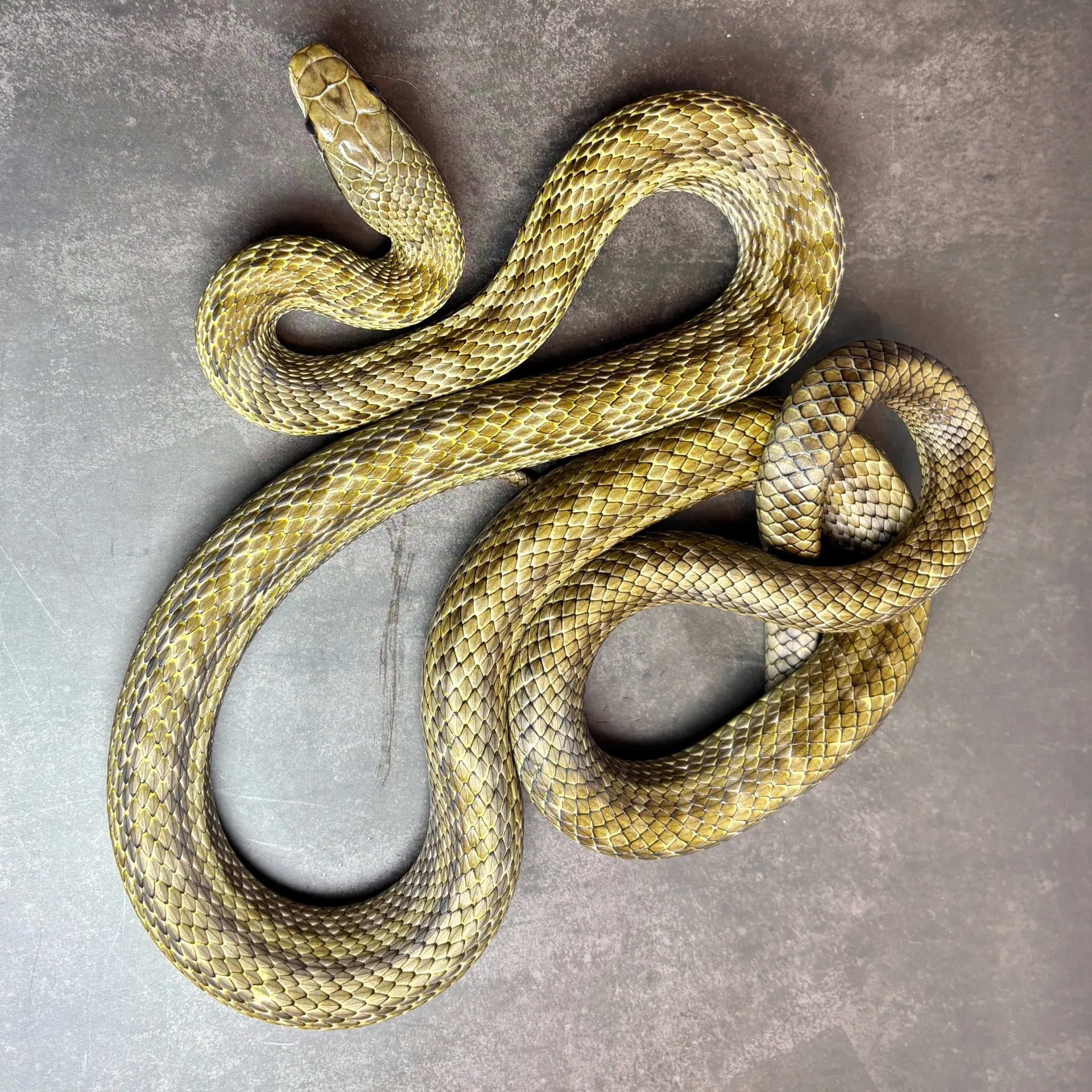 CBアオダイショウ ♂