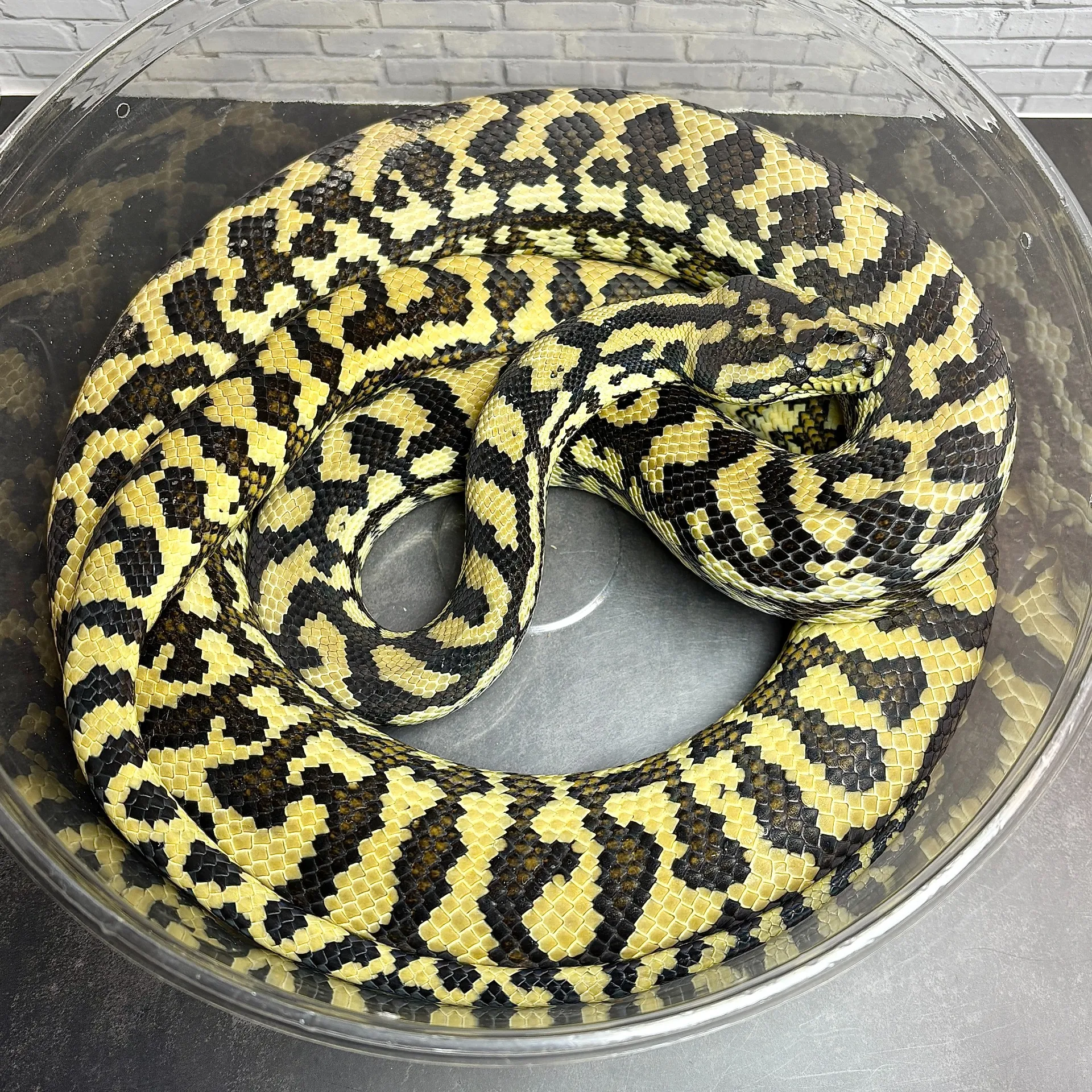 カーペットパイソン hetアルビノ♀