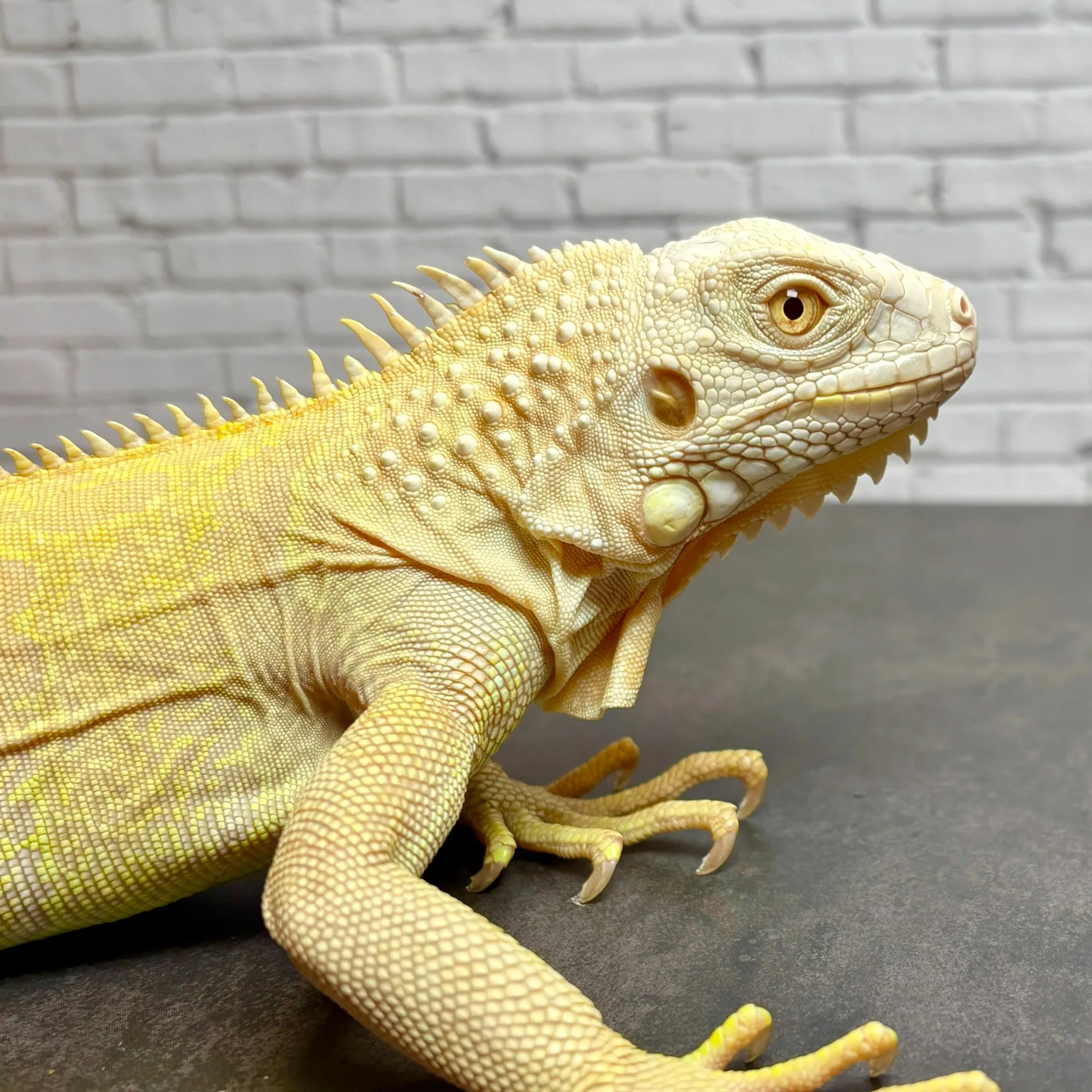 グリーンイグアナ T-アルビノ♀