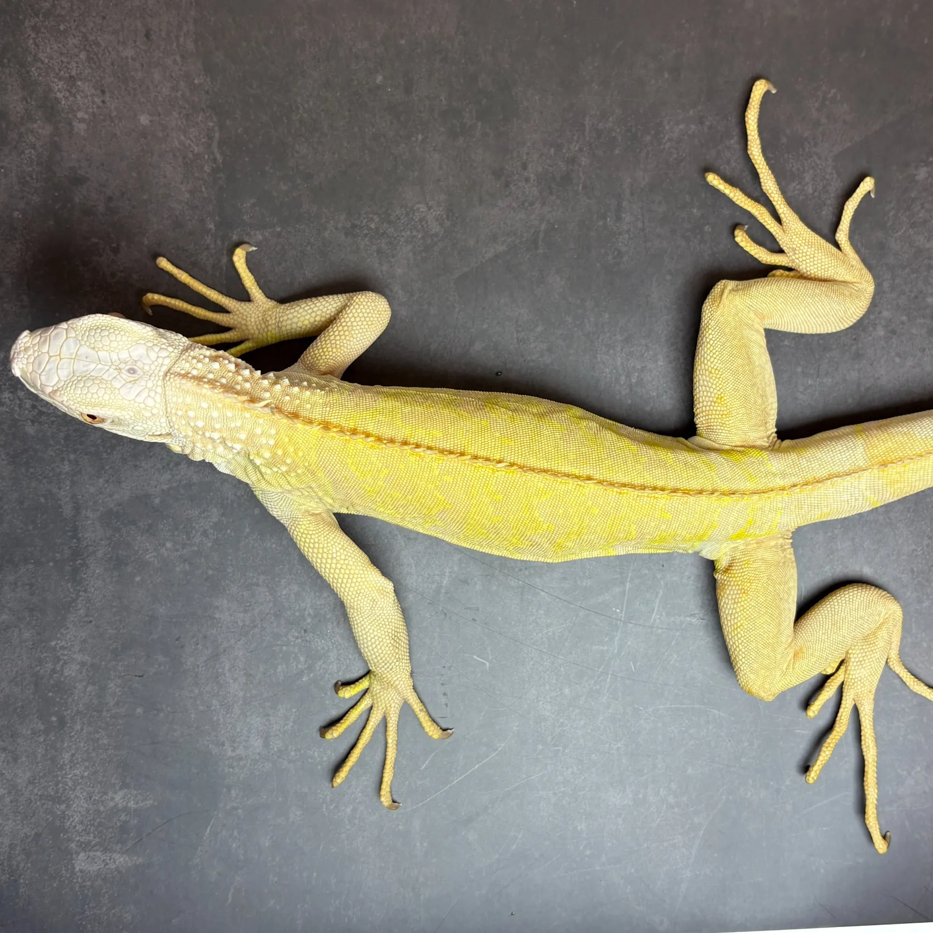 グリーンイグアナ T-アルビノ♀