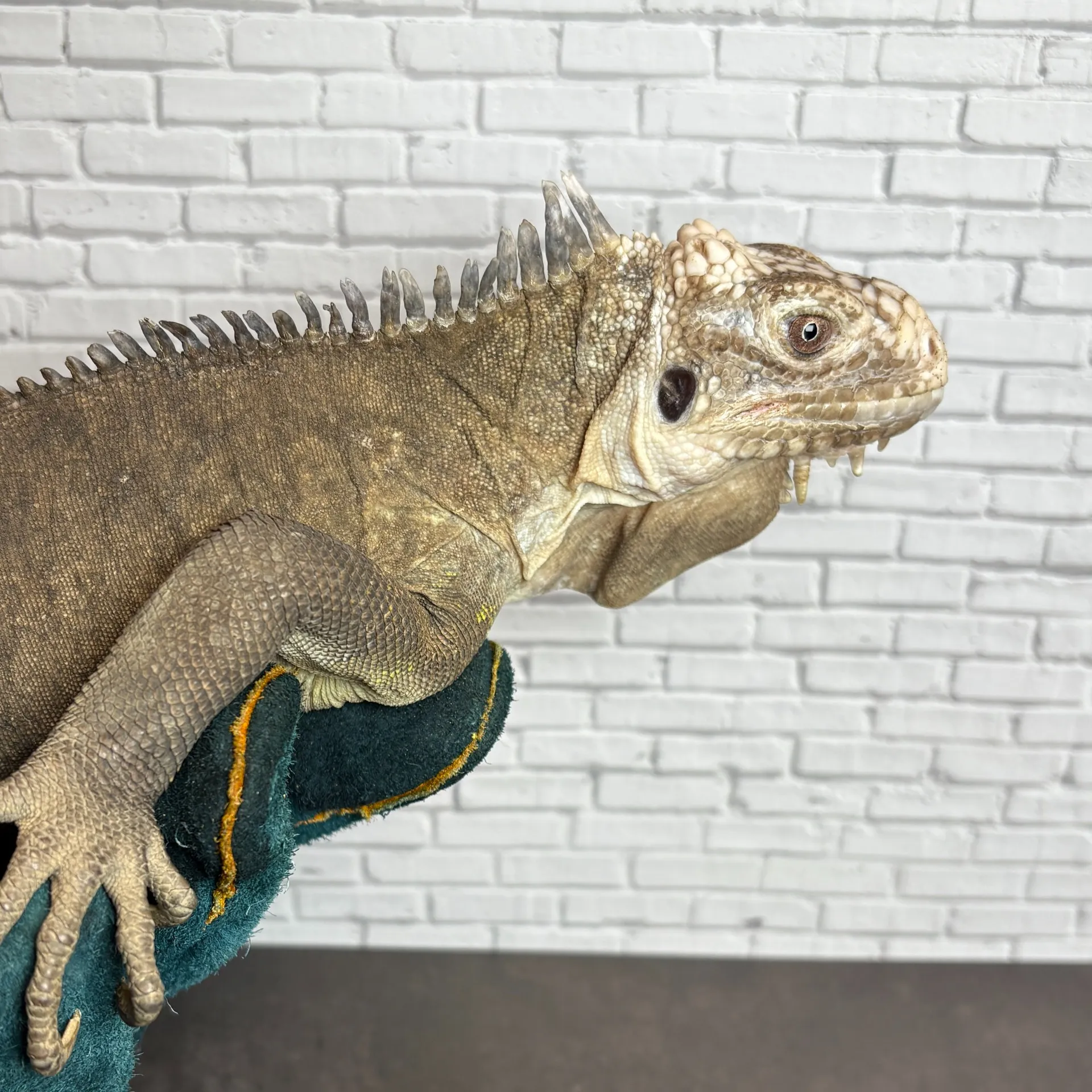 レッサーアンティルイグアナ♂（ドイツCB）