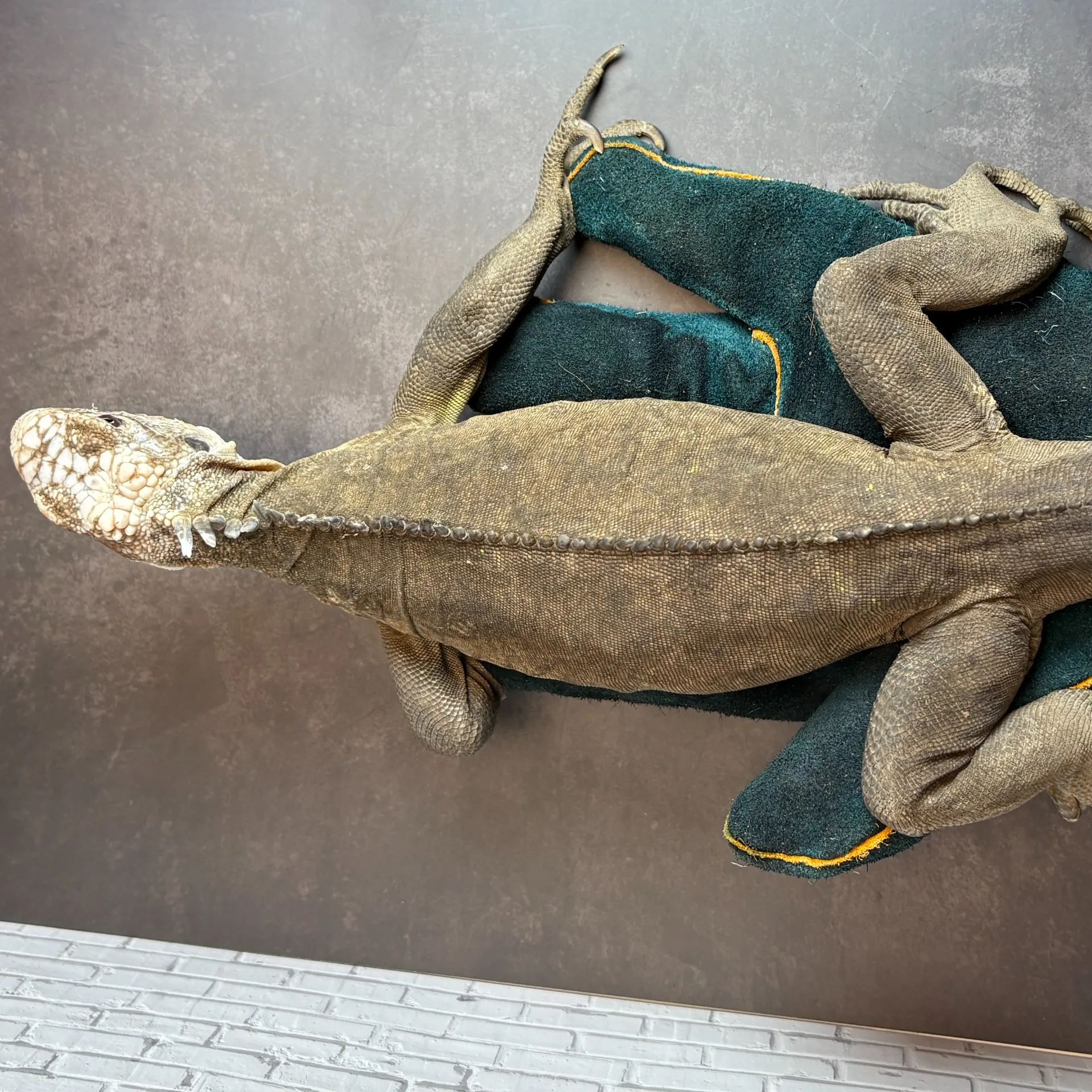 レッサーアンティルイグアナ♂（ドイツCB）