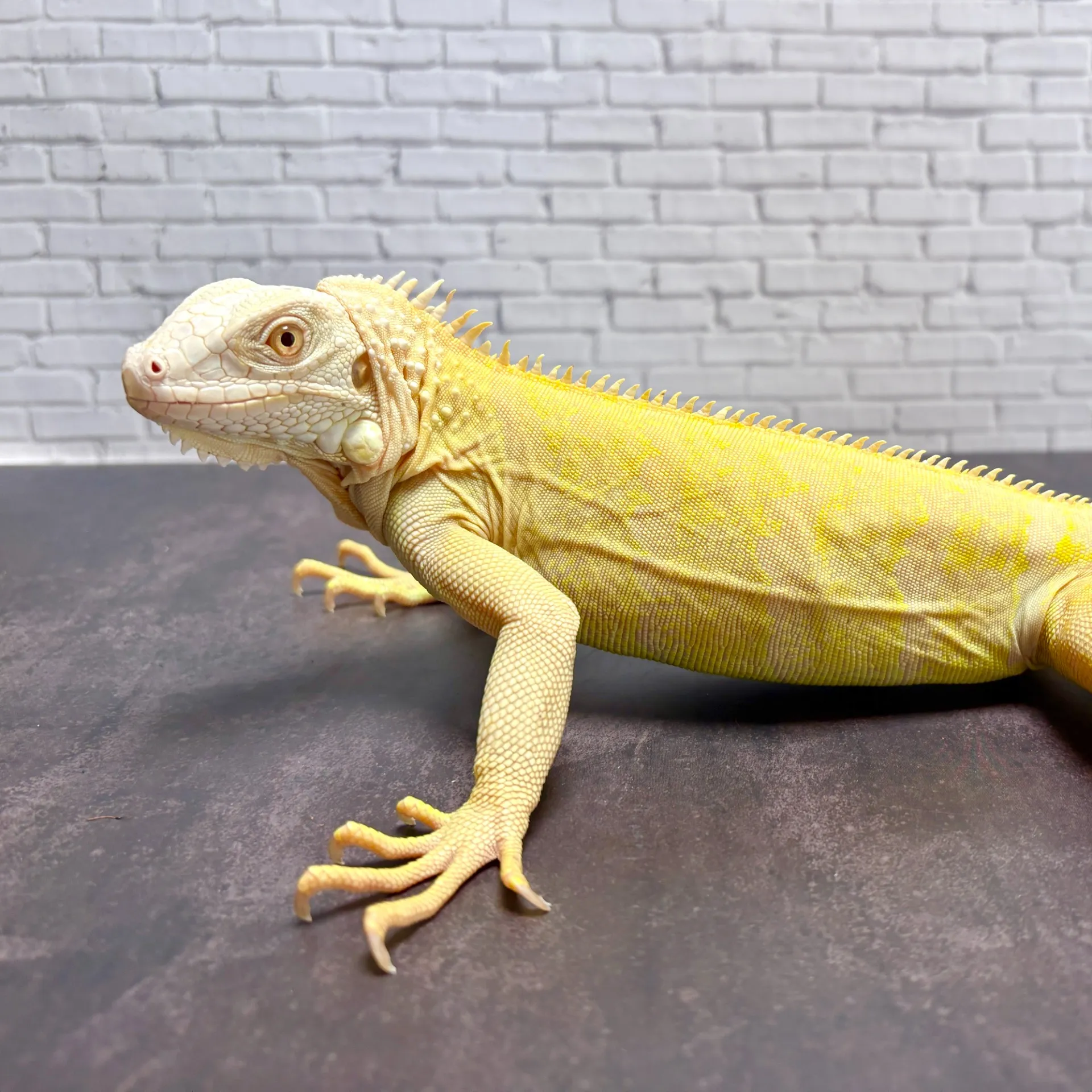 グリーンイグアナ T-アルビノ♀