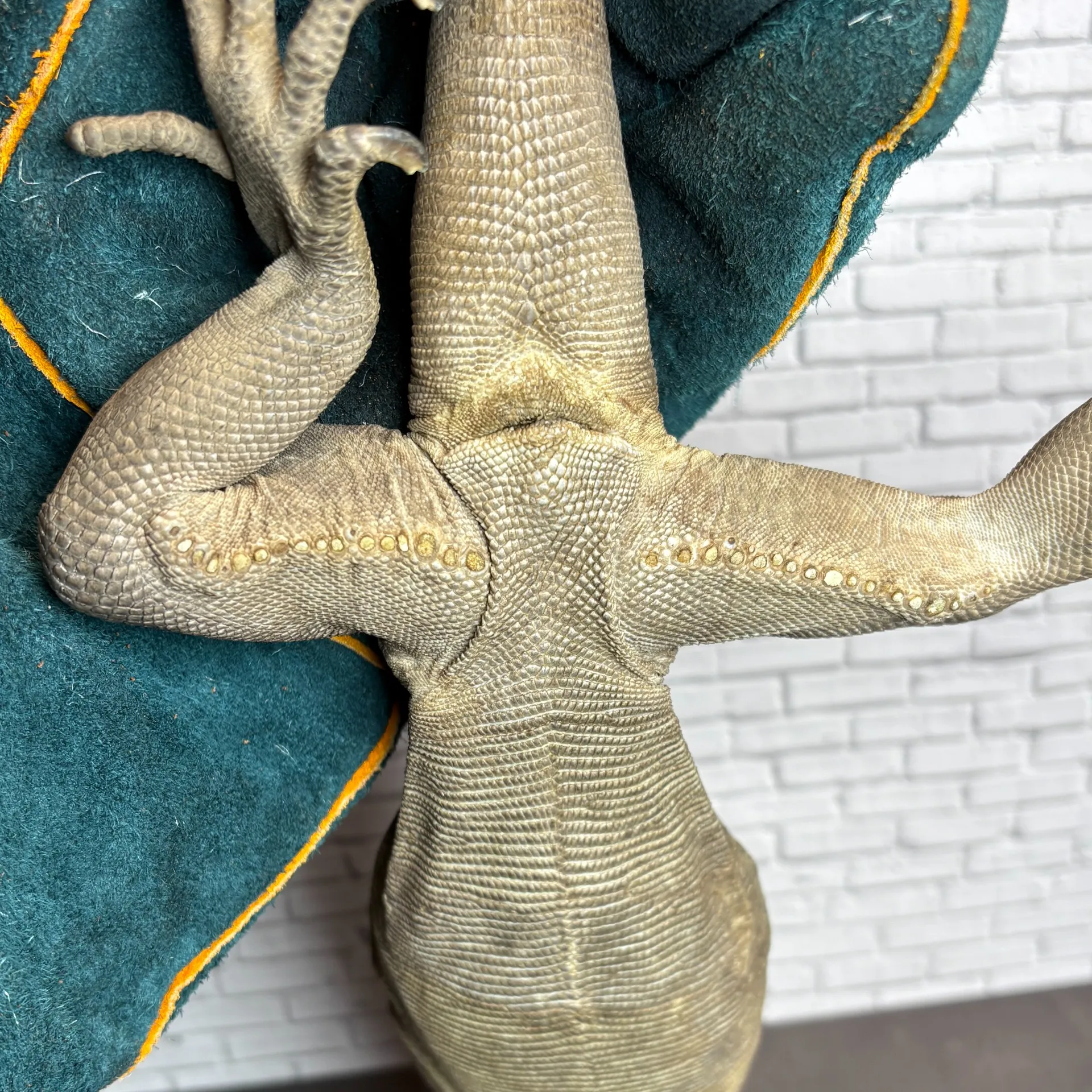 レッサーアンティルイグアナ♂（ドイツCB）