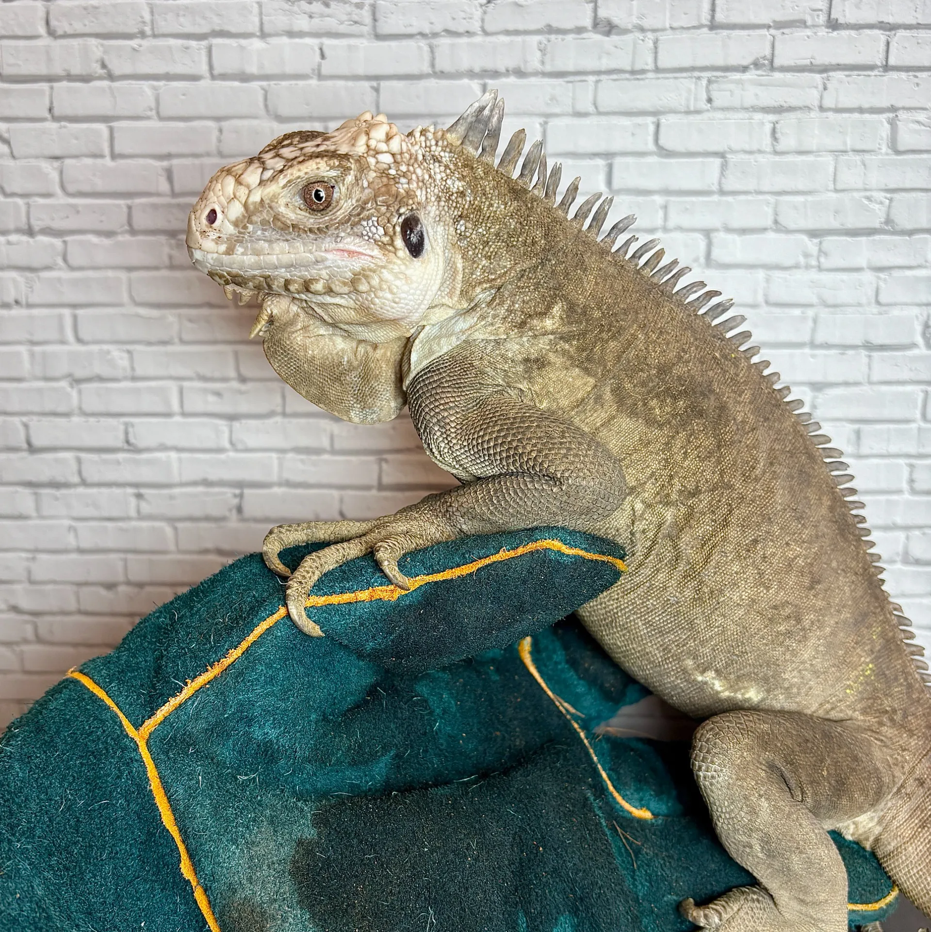 レッサーアンティルイグアナ♂(ドイツCB)