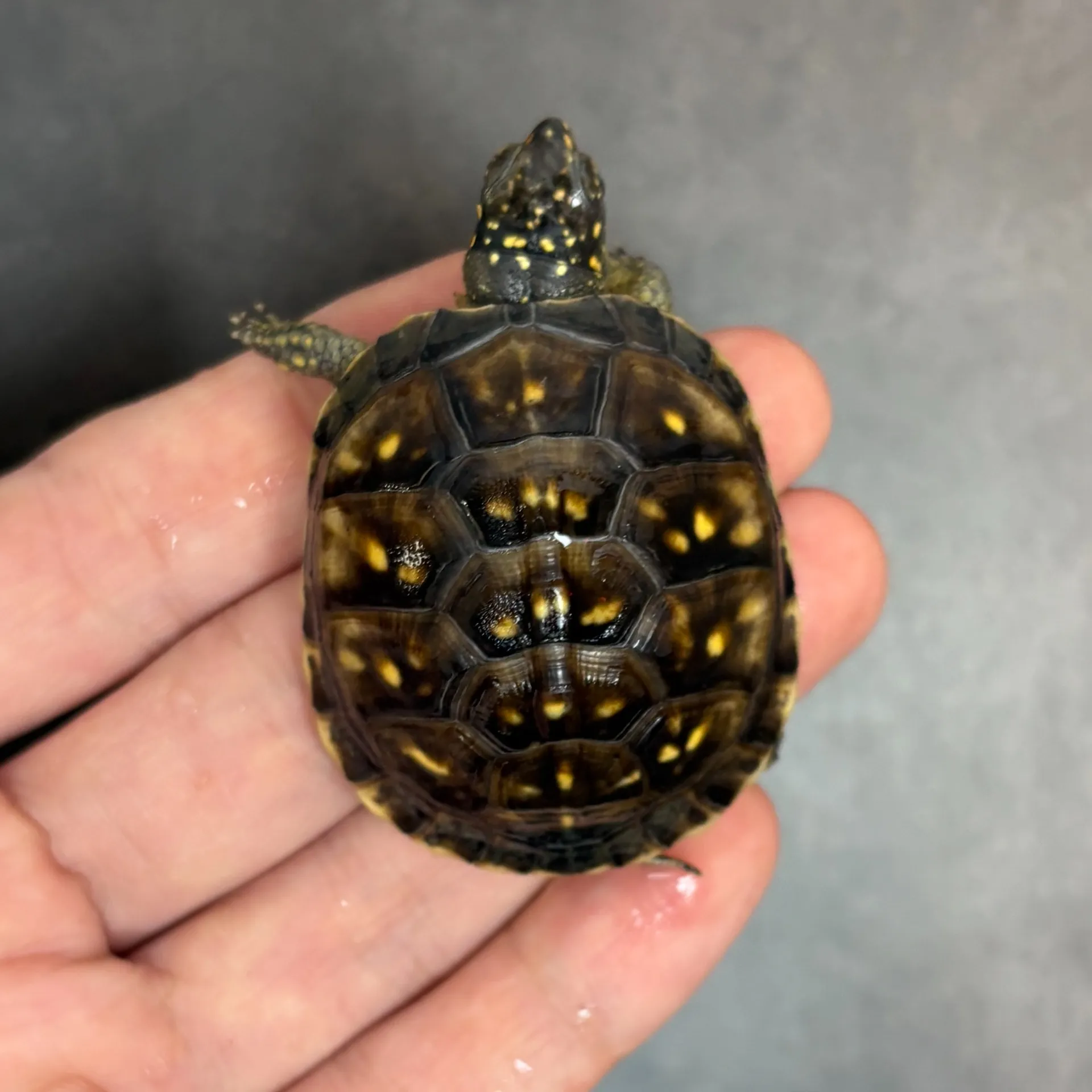 ミツユビハコガメ(多甲)