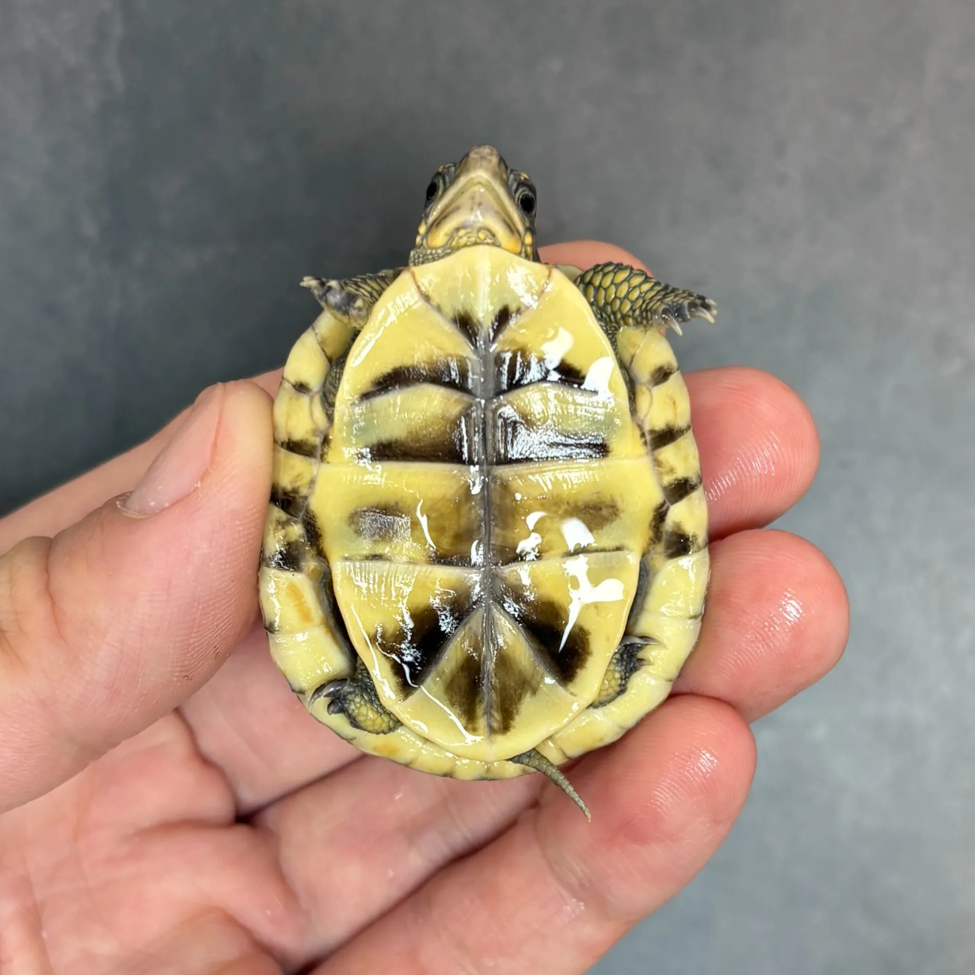 ミツユビハコガメ（多甲）