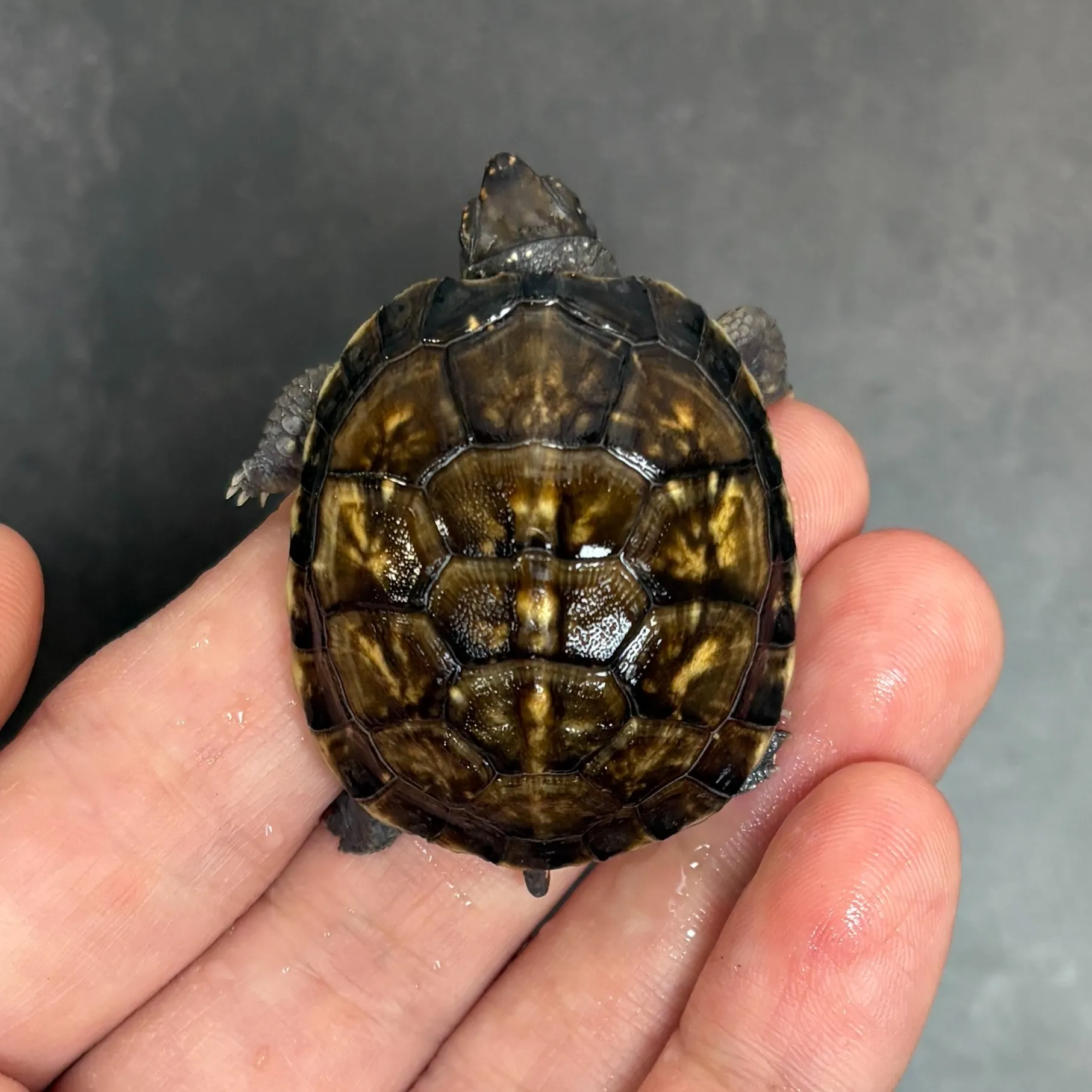 ミツユビハコガメ(尾B)