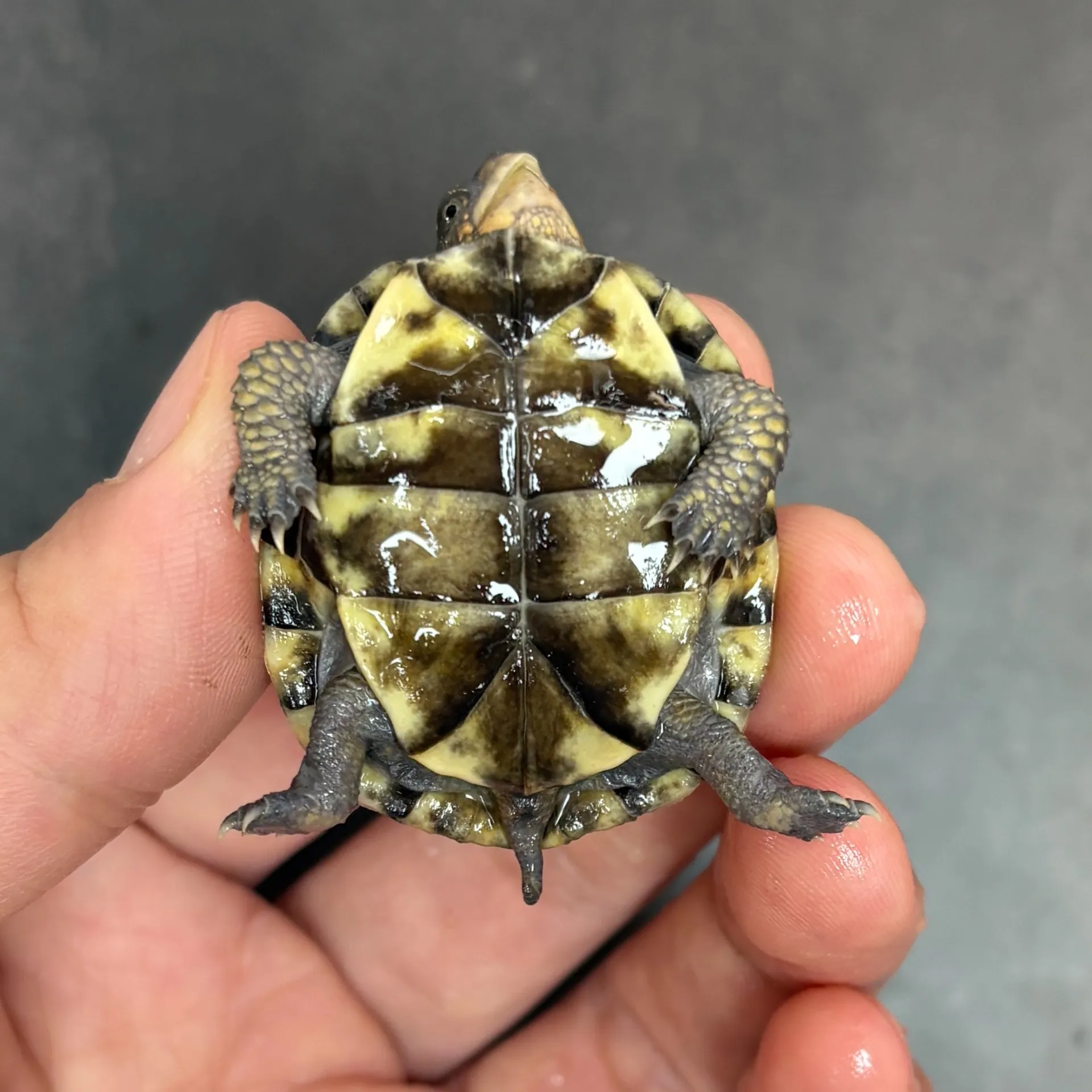 ミツユビハコガメ（尾B）