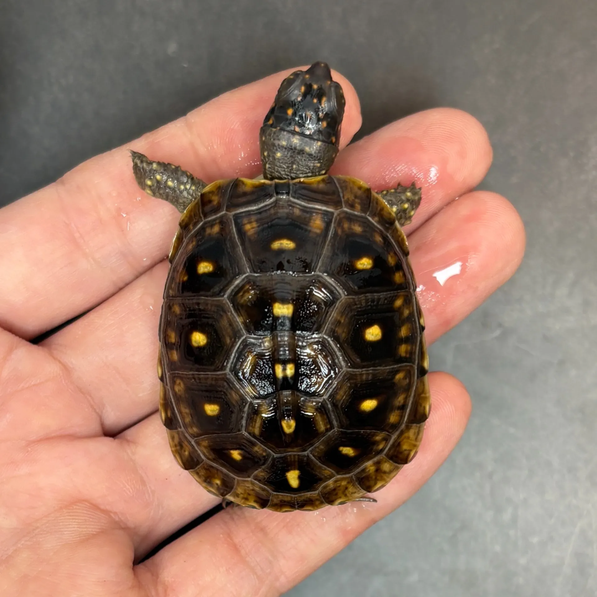 ミツユビハコガメ(完品)