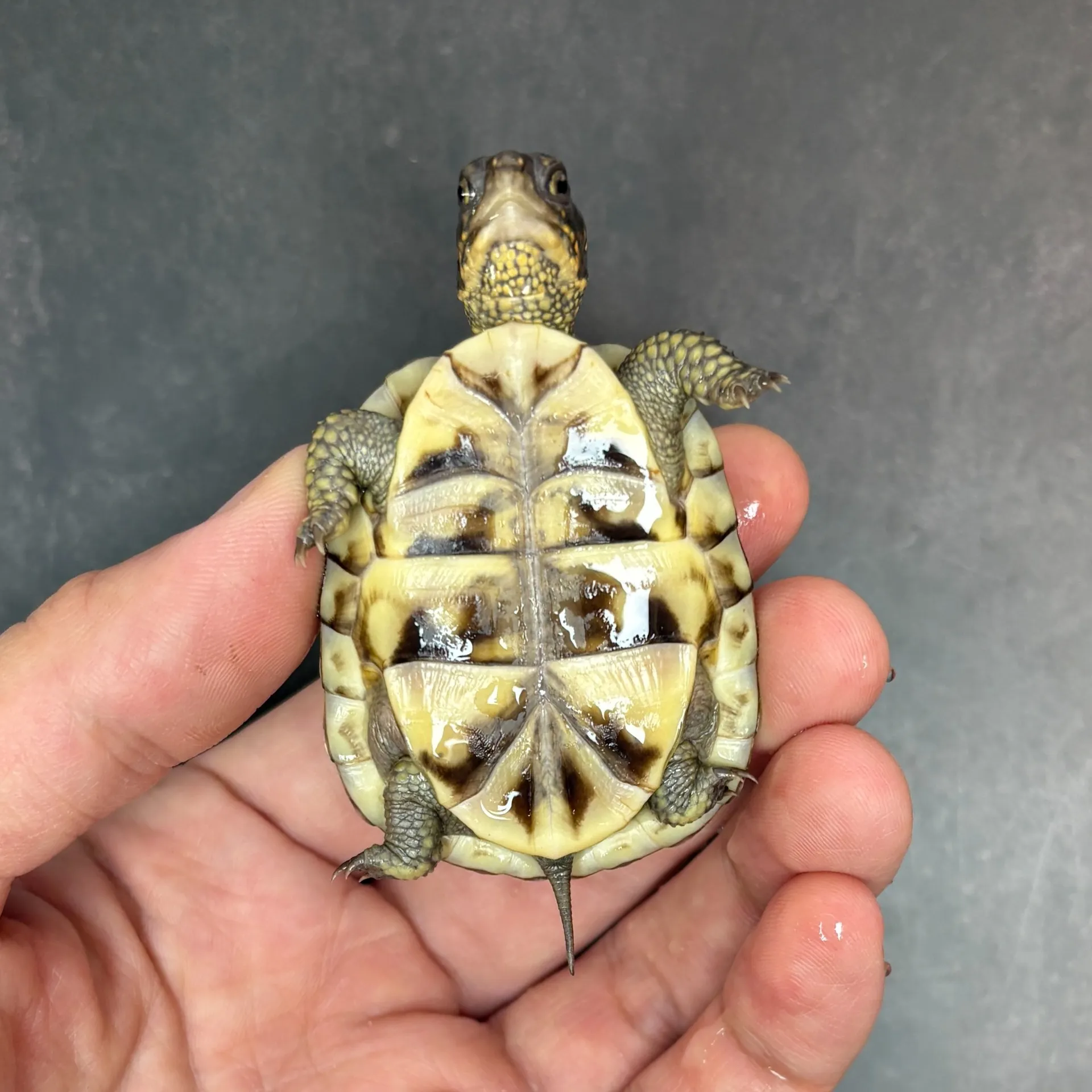 ミツユビハコガメ（完品）