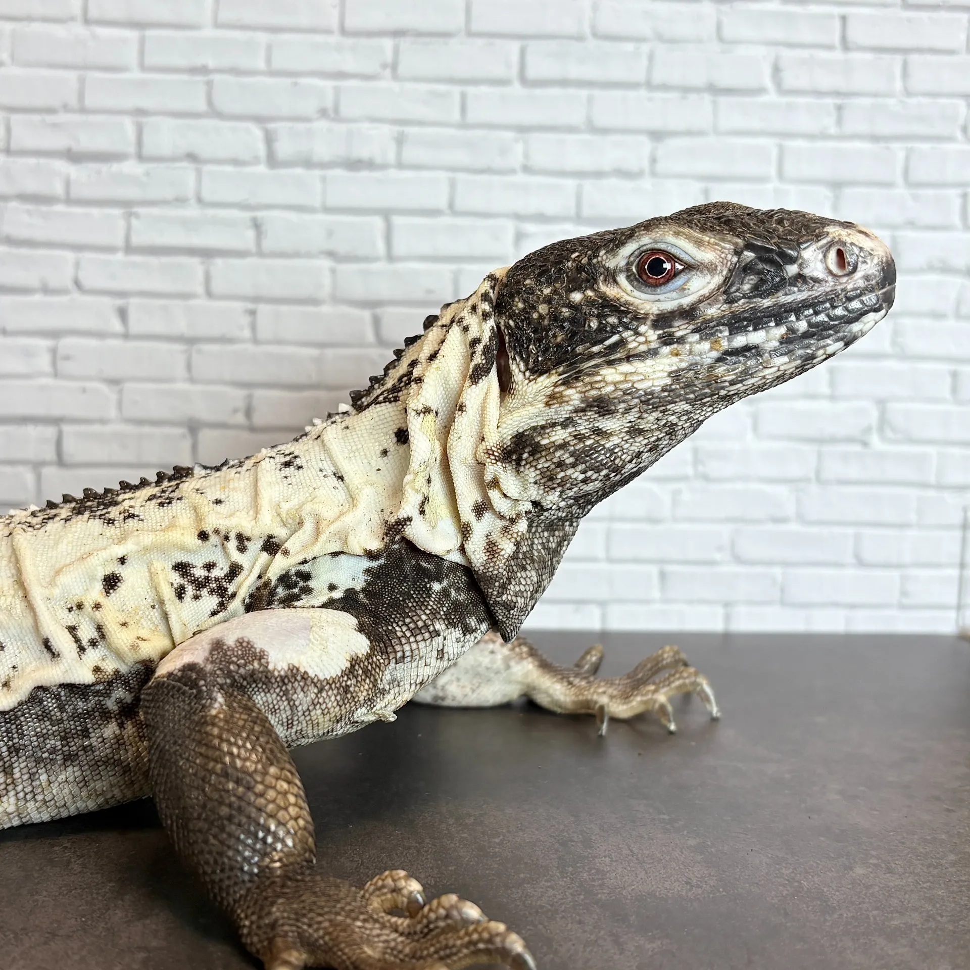 パンダパイドトゲオイグアナ♀