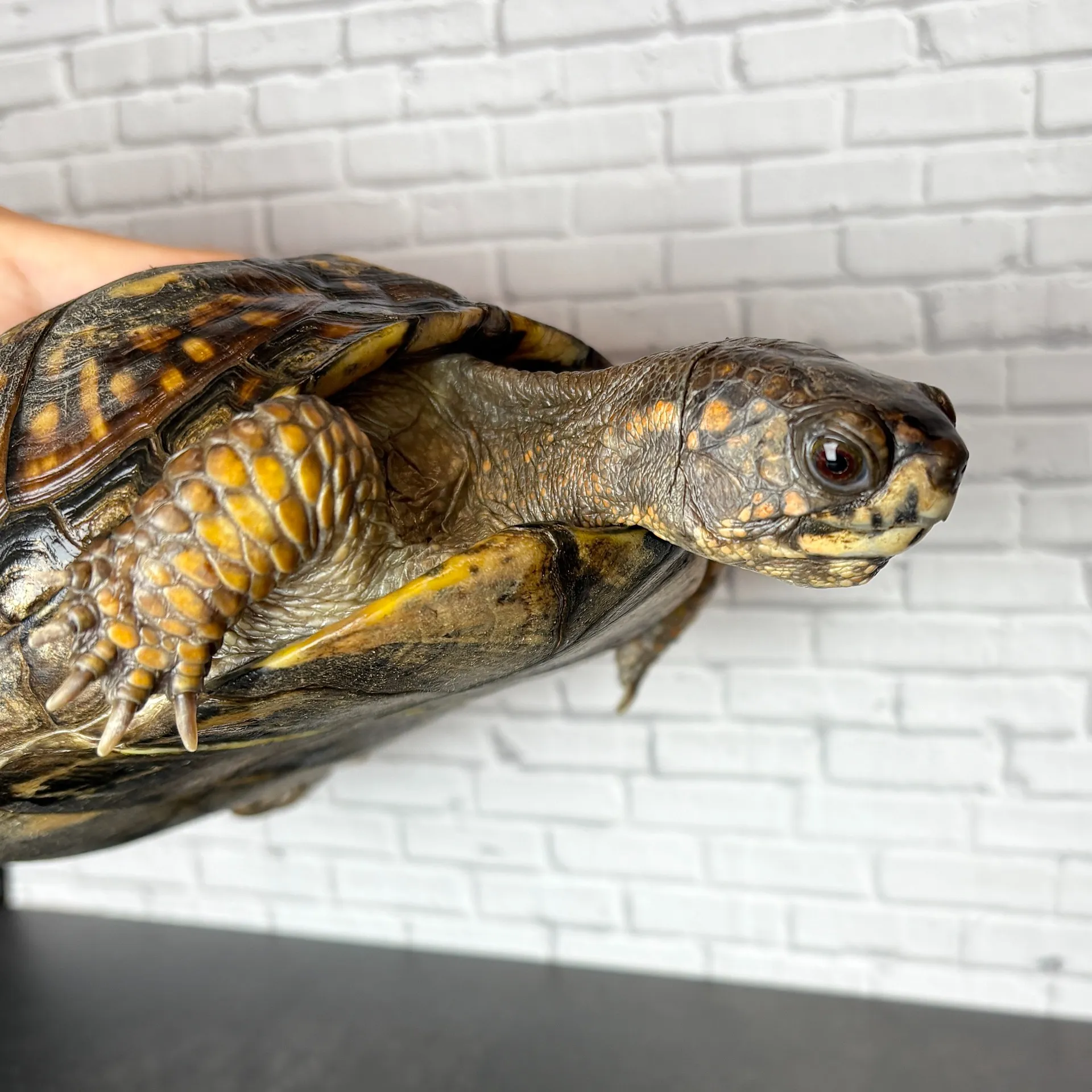 トウブハコガメ♀