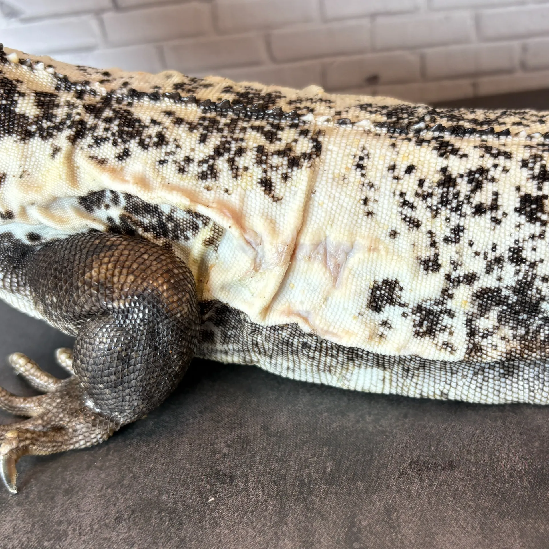 パンダパイドトゲオイグアナ♀