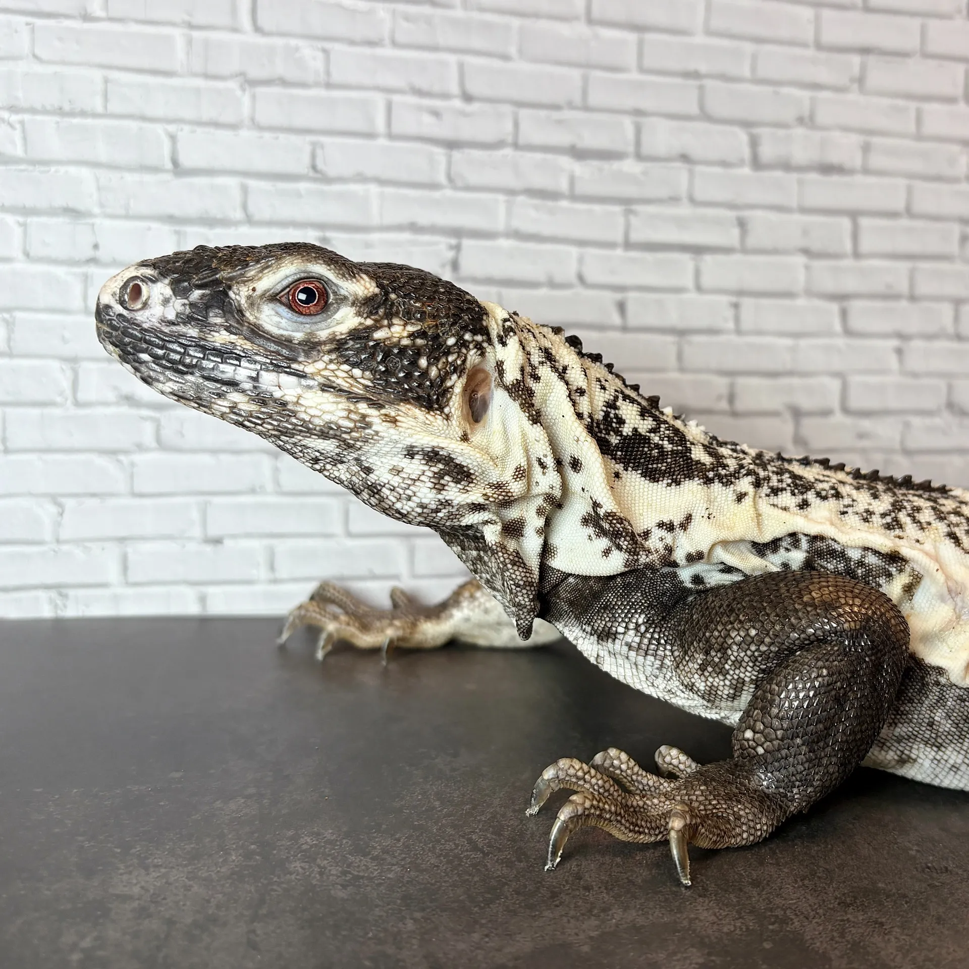 パンダパイドトゲオイグアナ♀