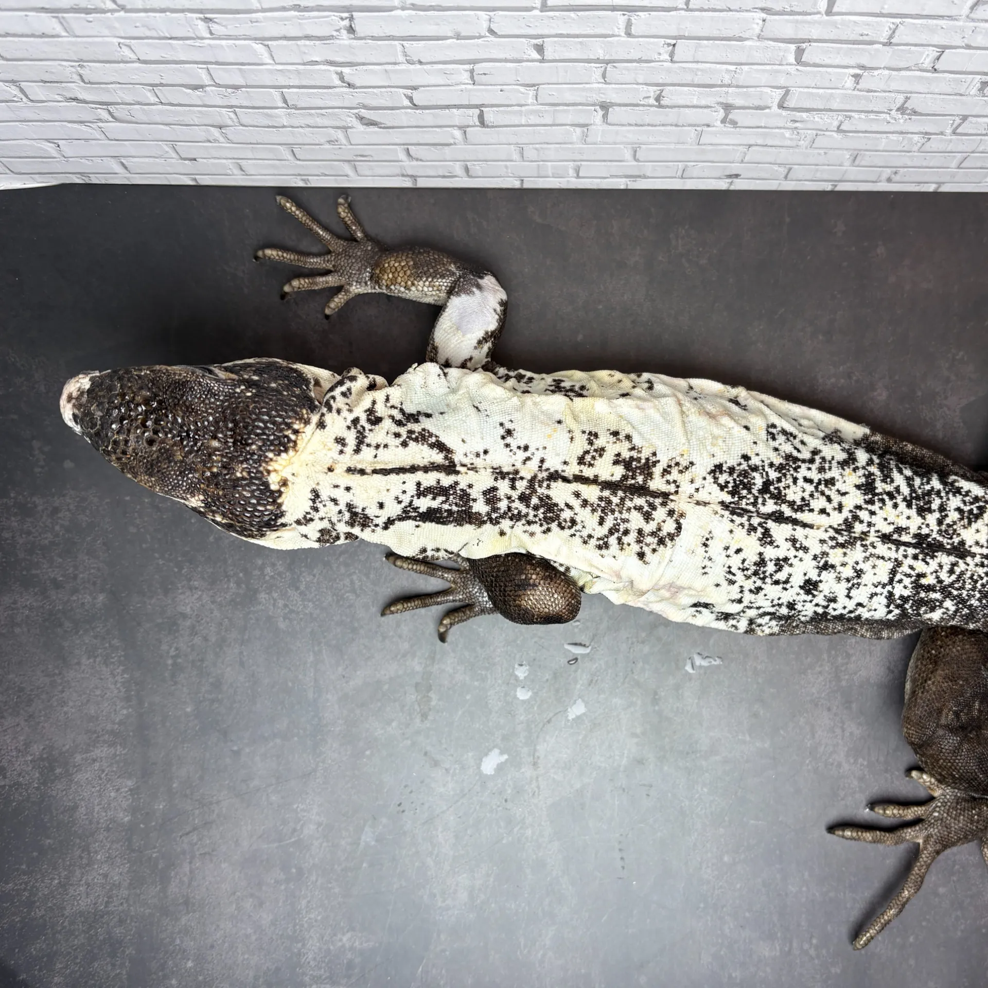 パンダパイドトゲオイグアナ♀