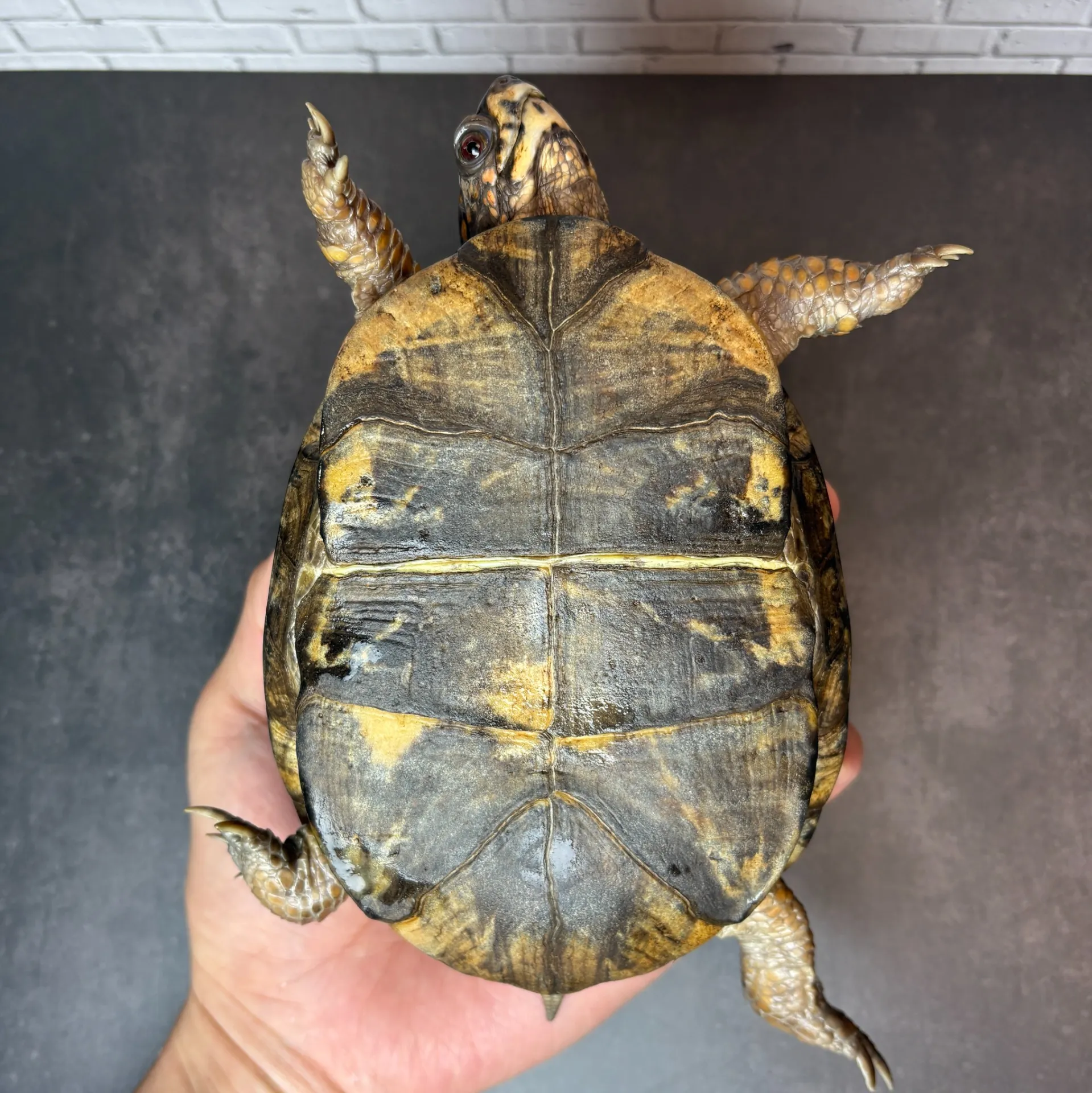 トウブハコガメ♀