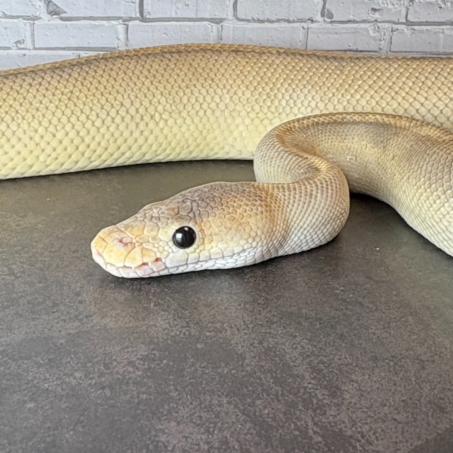 ボールパイソン ミモザ♂