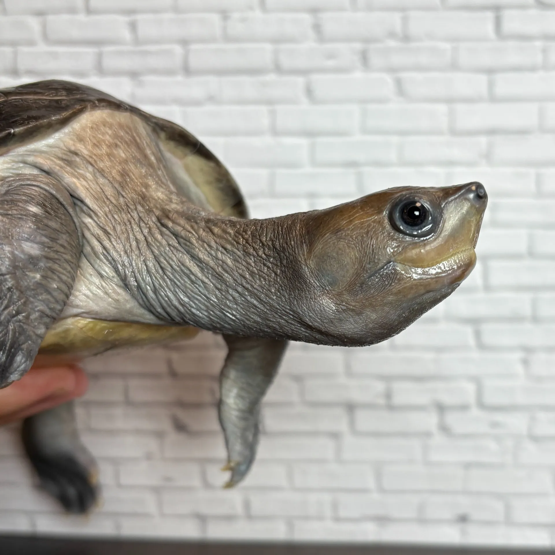 カラグールガメ