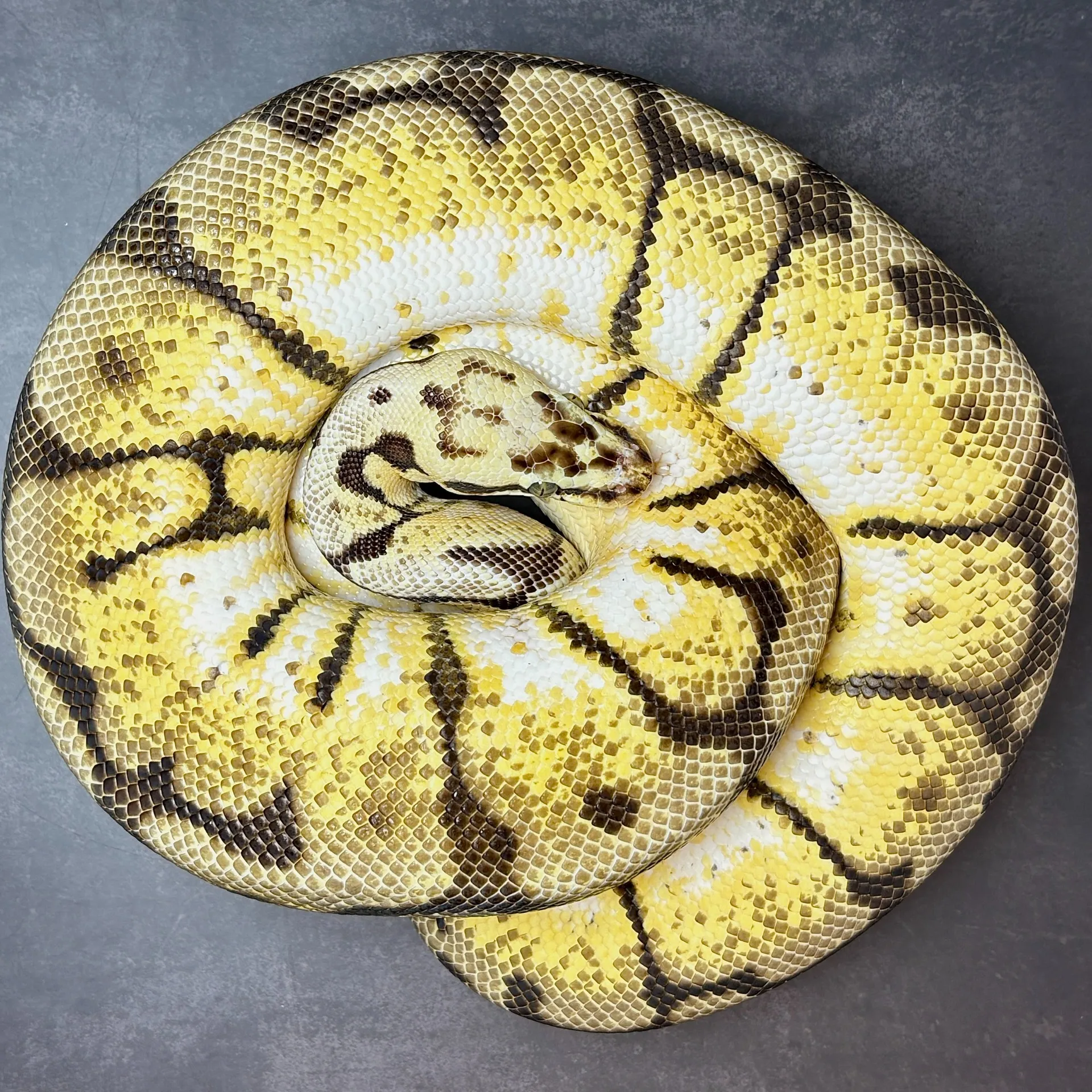 ボールパイソン バンブルビーローリー♀