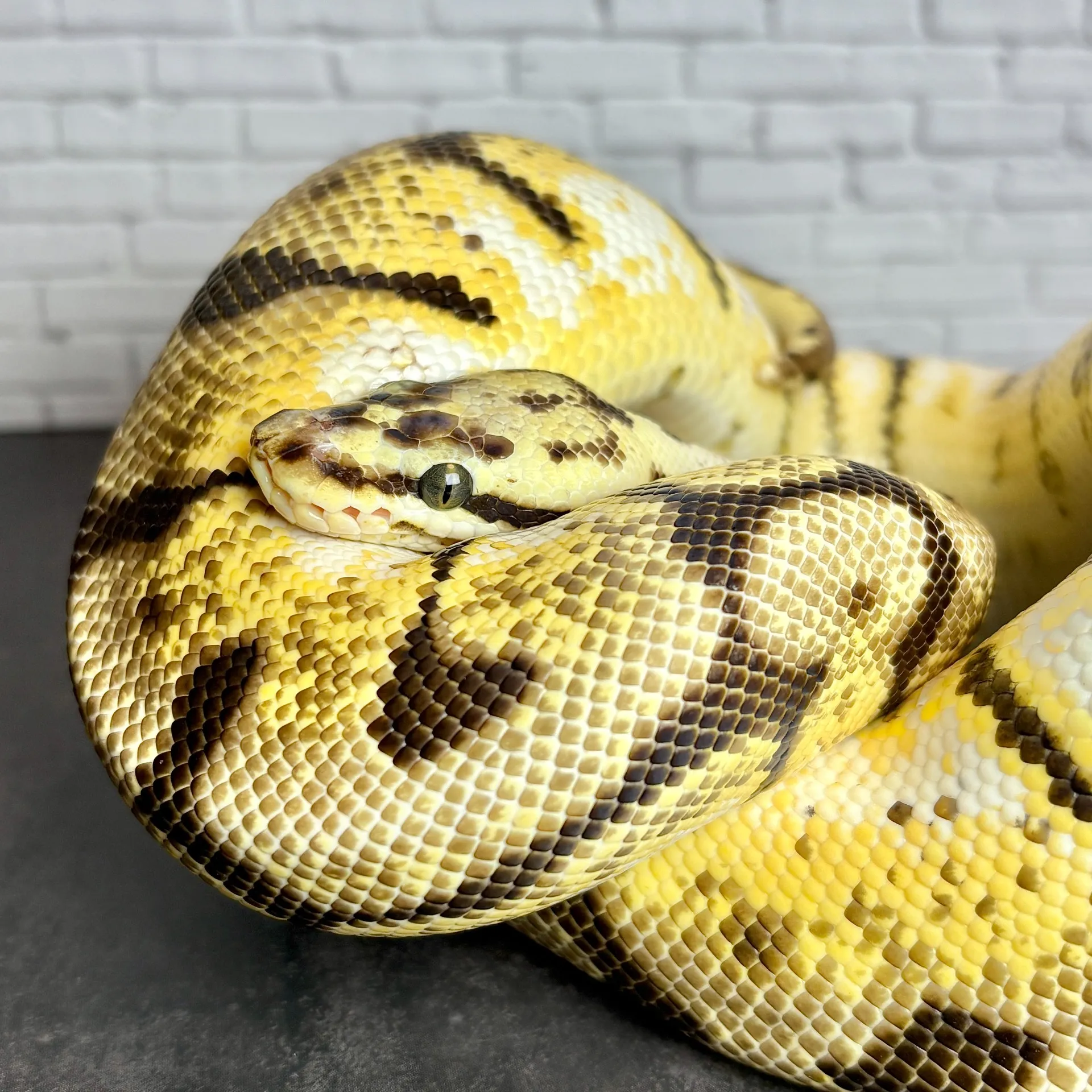 ボールパイソン バンブルビーローリー♀