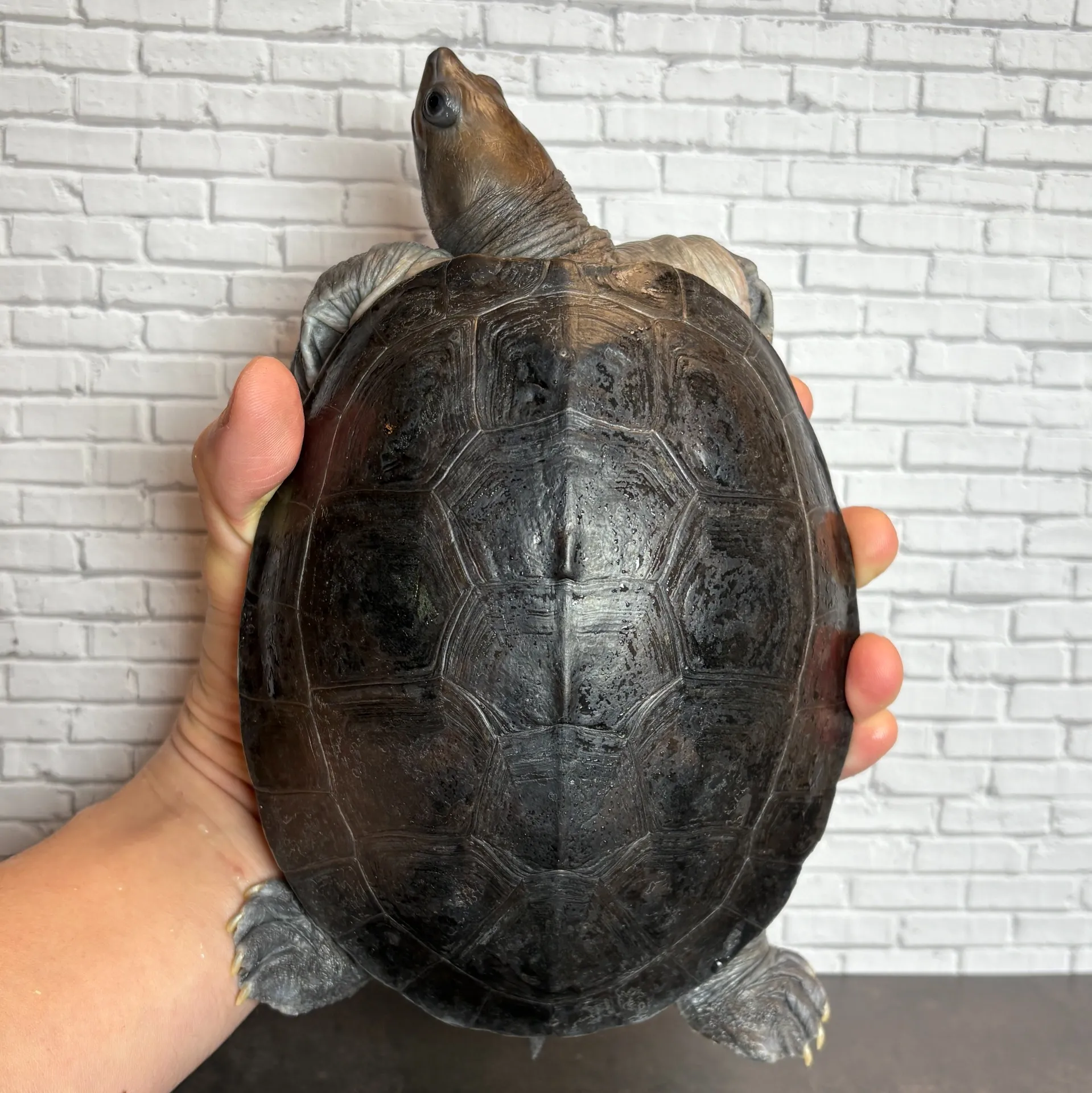 カラグールガメ