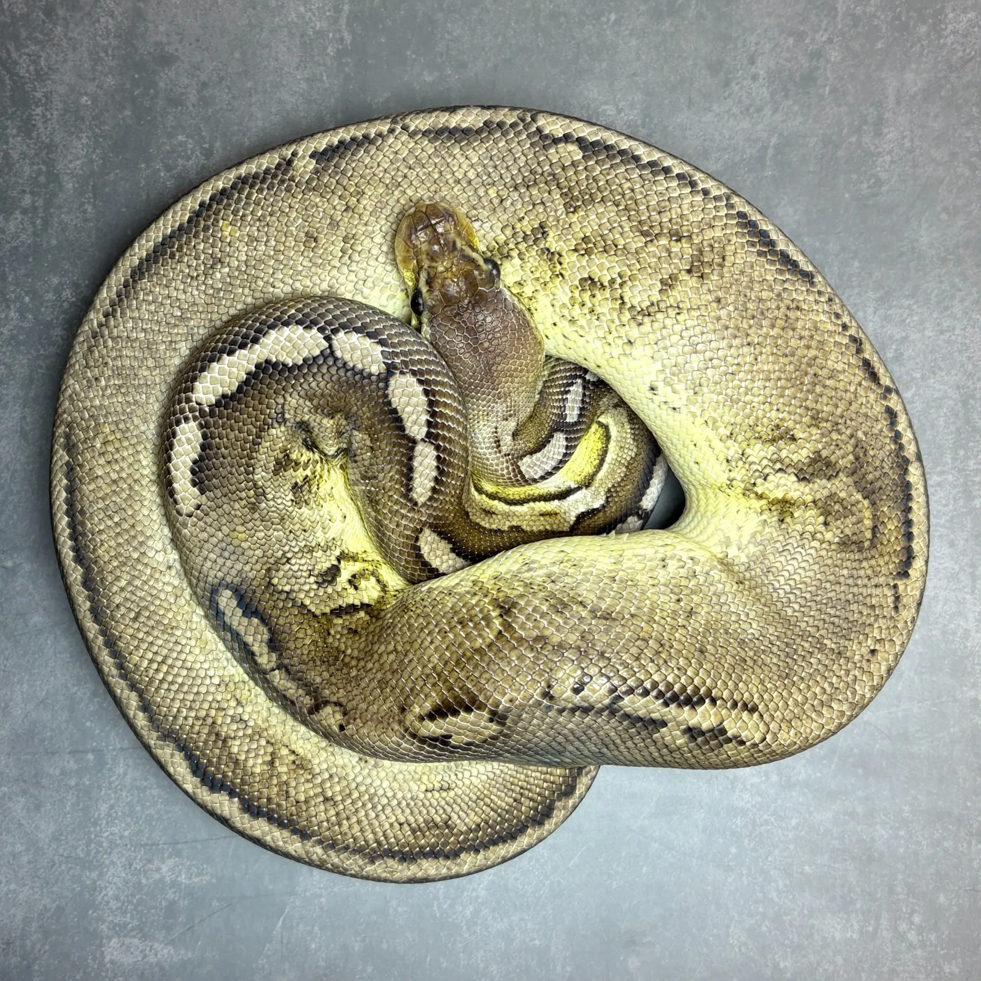 GHIシナモンパステルMJアザン50hetパイ♂