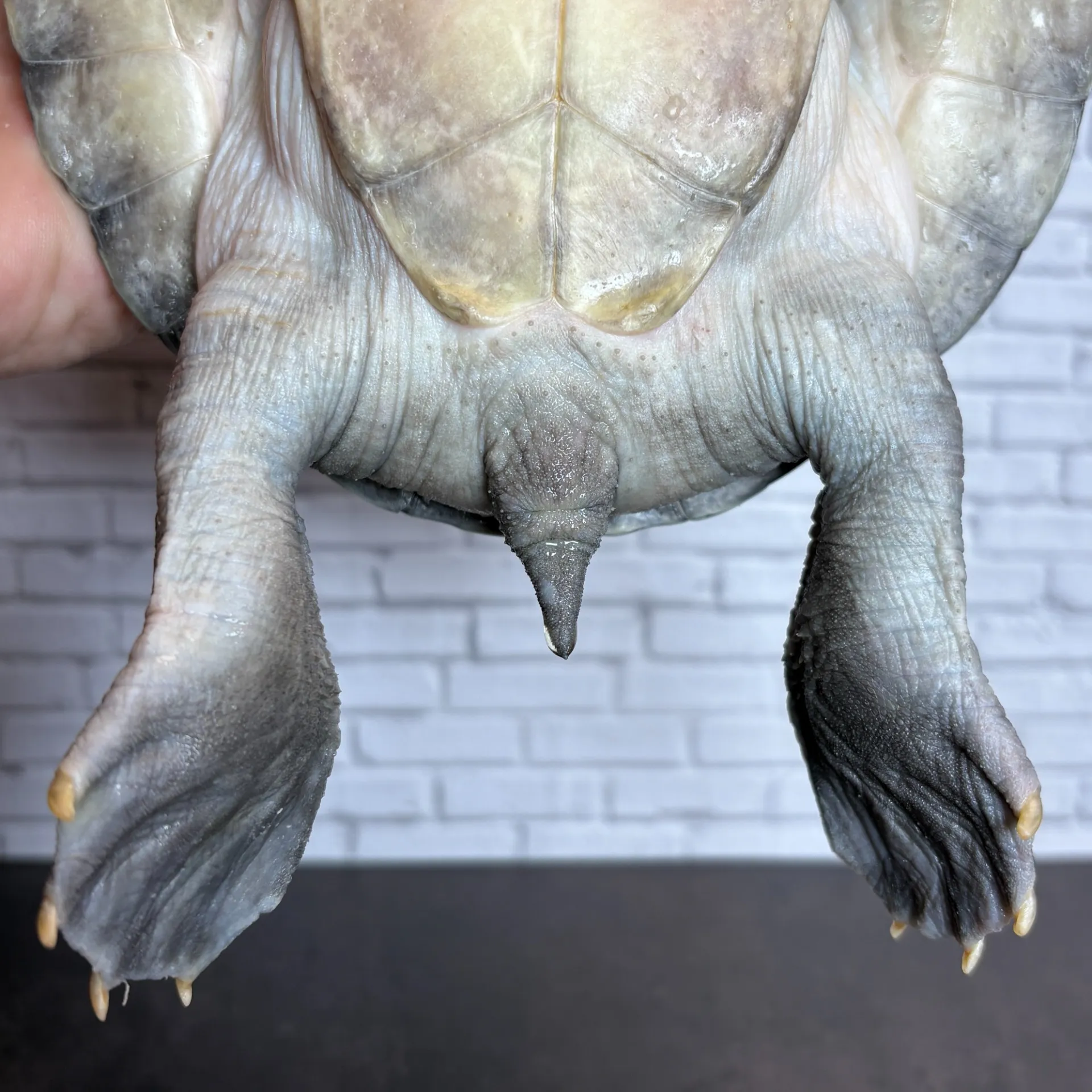 カラグールガメ